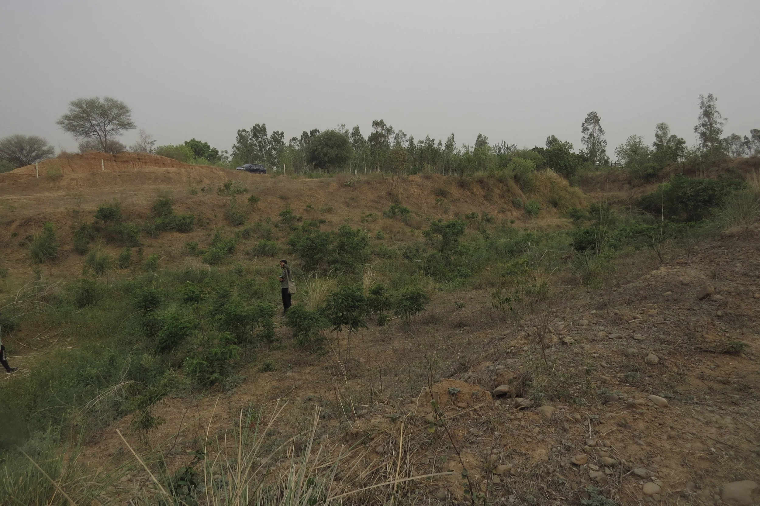 View of site and seasonal stream (vegetated area)