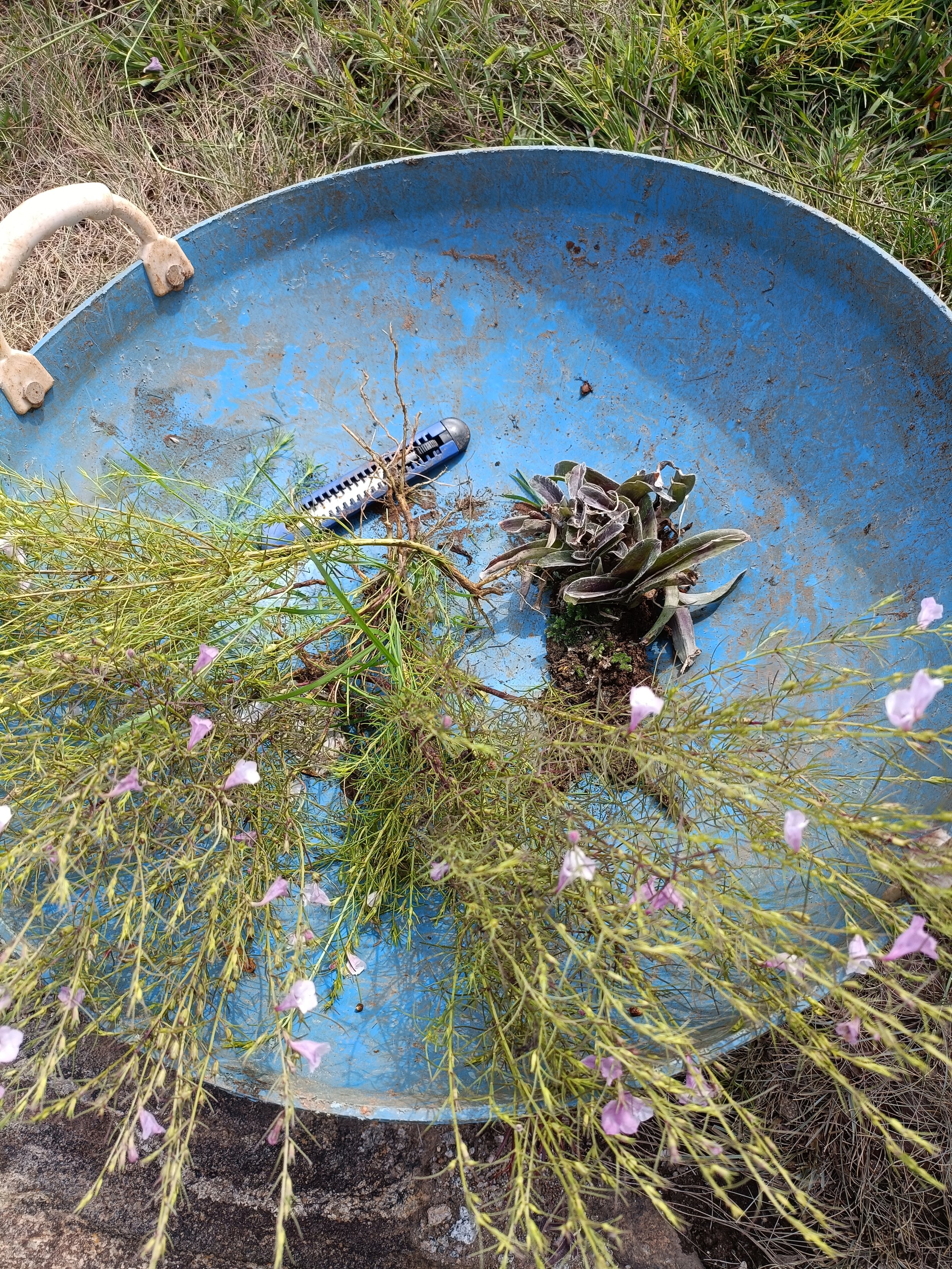 Collecting lithophytic plants from the rocky hill adjoining the site