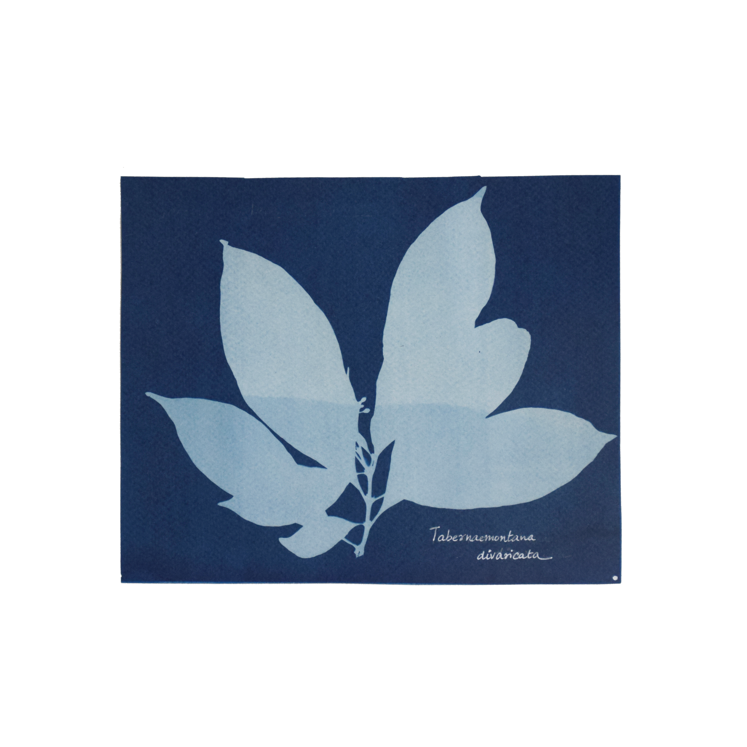 Tabernaemontana divaricata (Pinwheel flower) // Leaves simple, opposite, lanceolate or elliptic with acuminate or acute apex and cuneate base