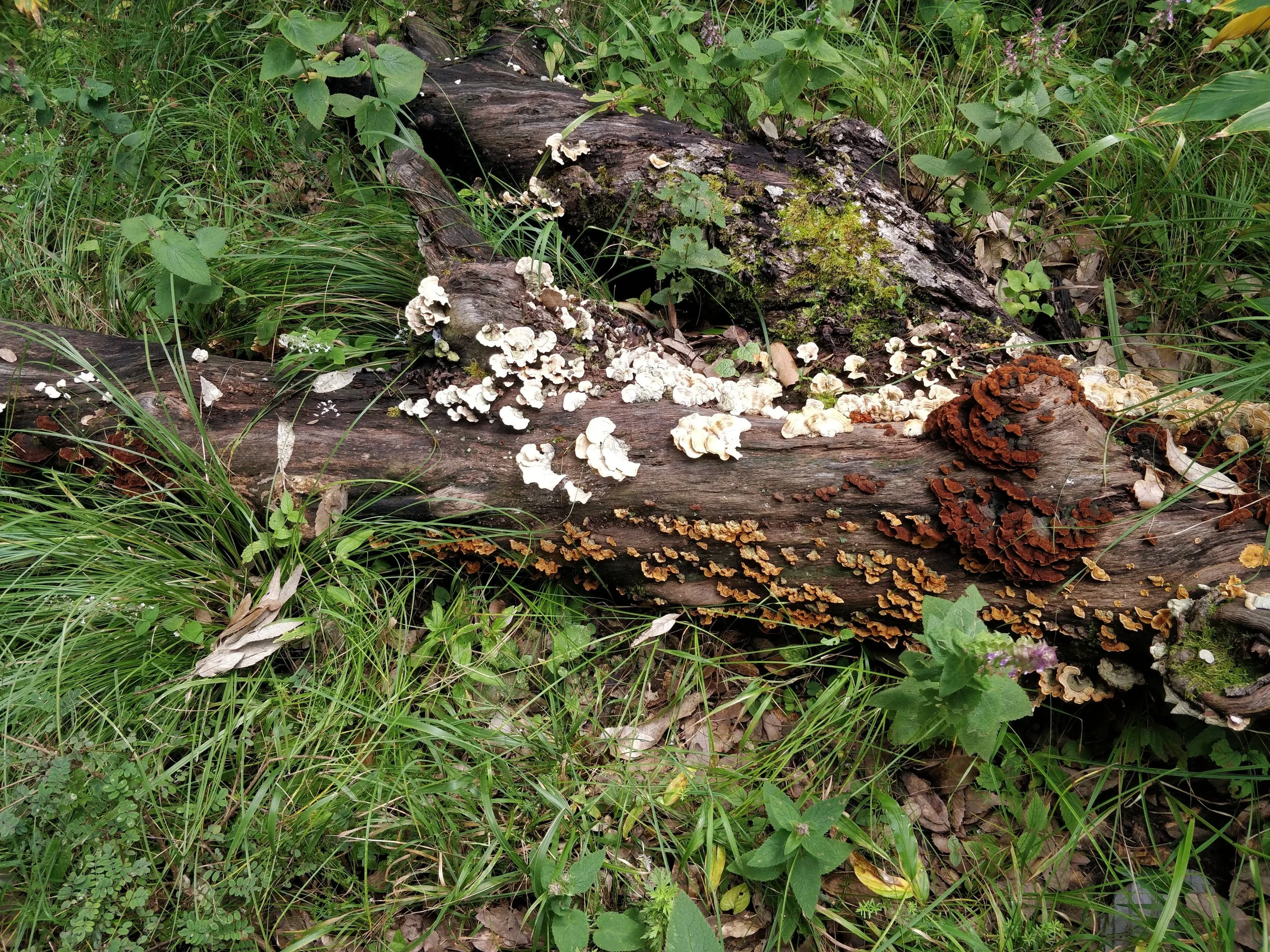 Shroom log, Pangoot, Uttarakhand