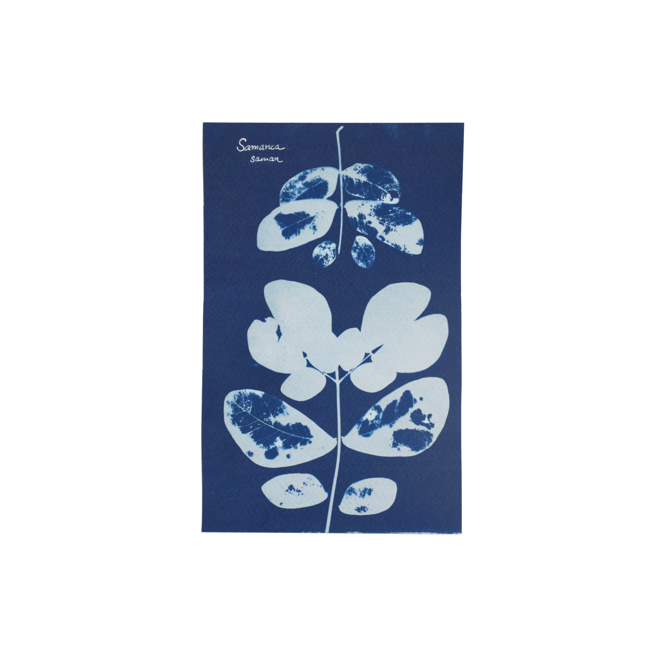 Samanea saman (Raintree) // Leaves compound, bipinnate, alternate, rhomboid or obliquely ovate leaflets