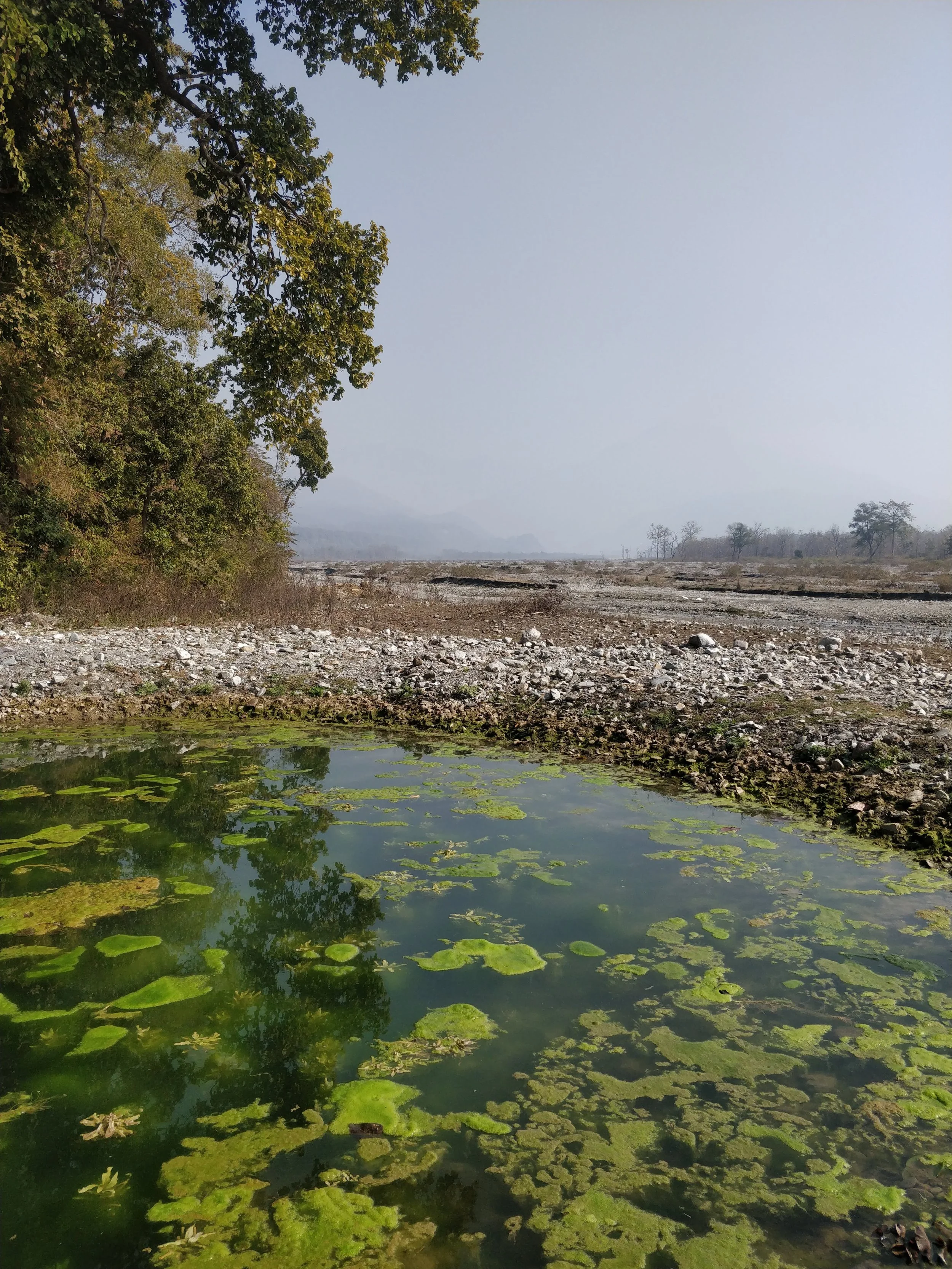 Natural pond downstream of site