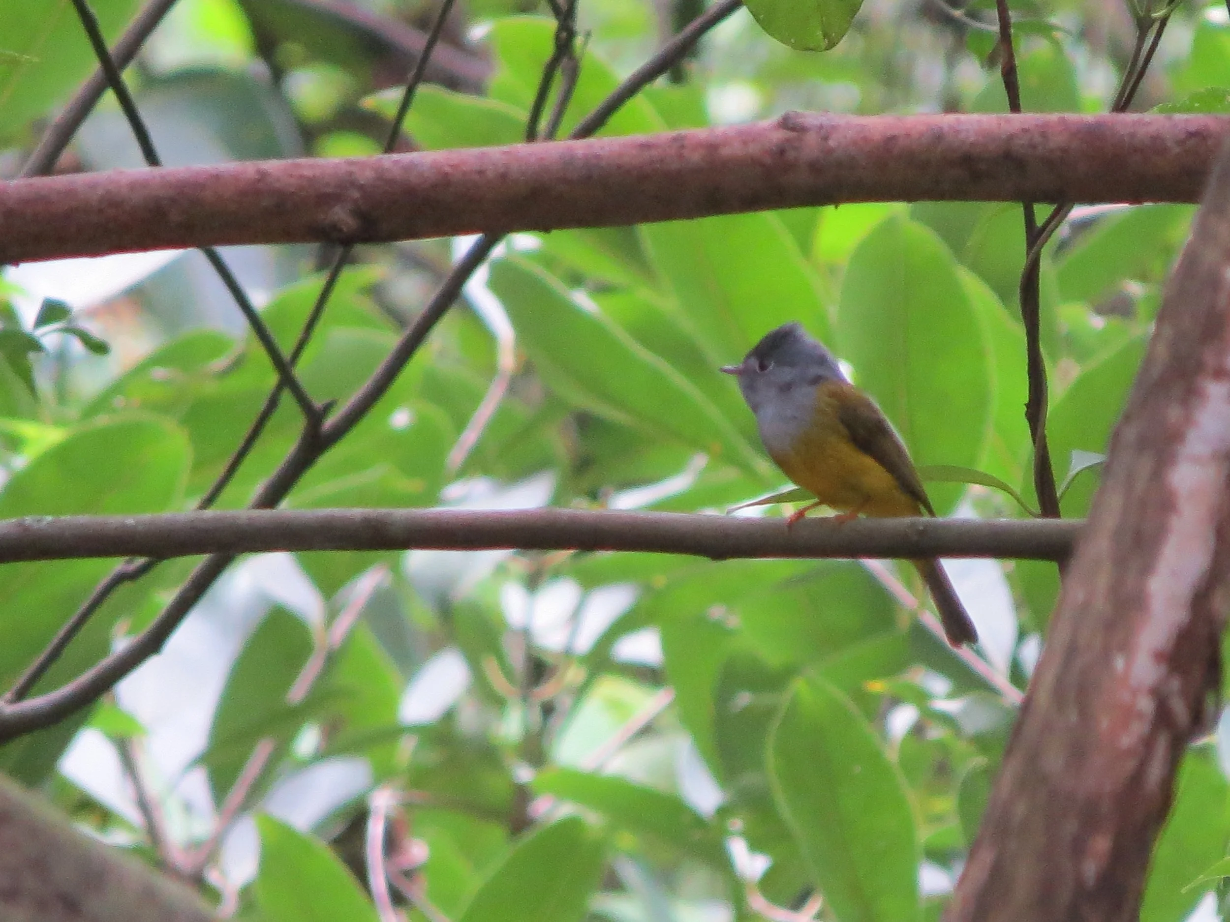 Canary flycatcher