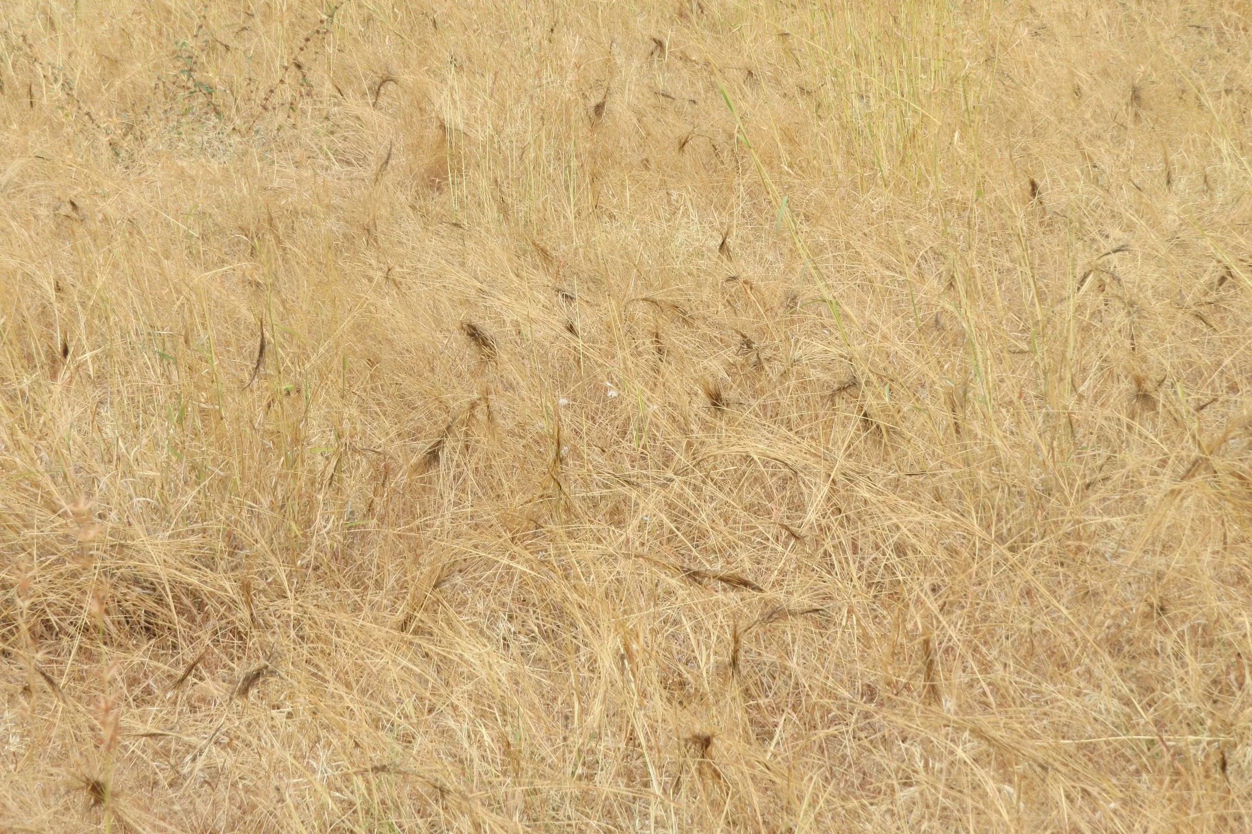 Heteropogon contortus forming knots