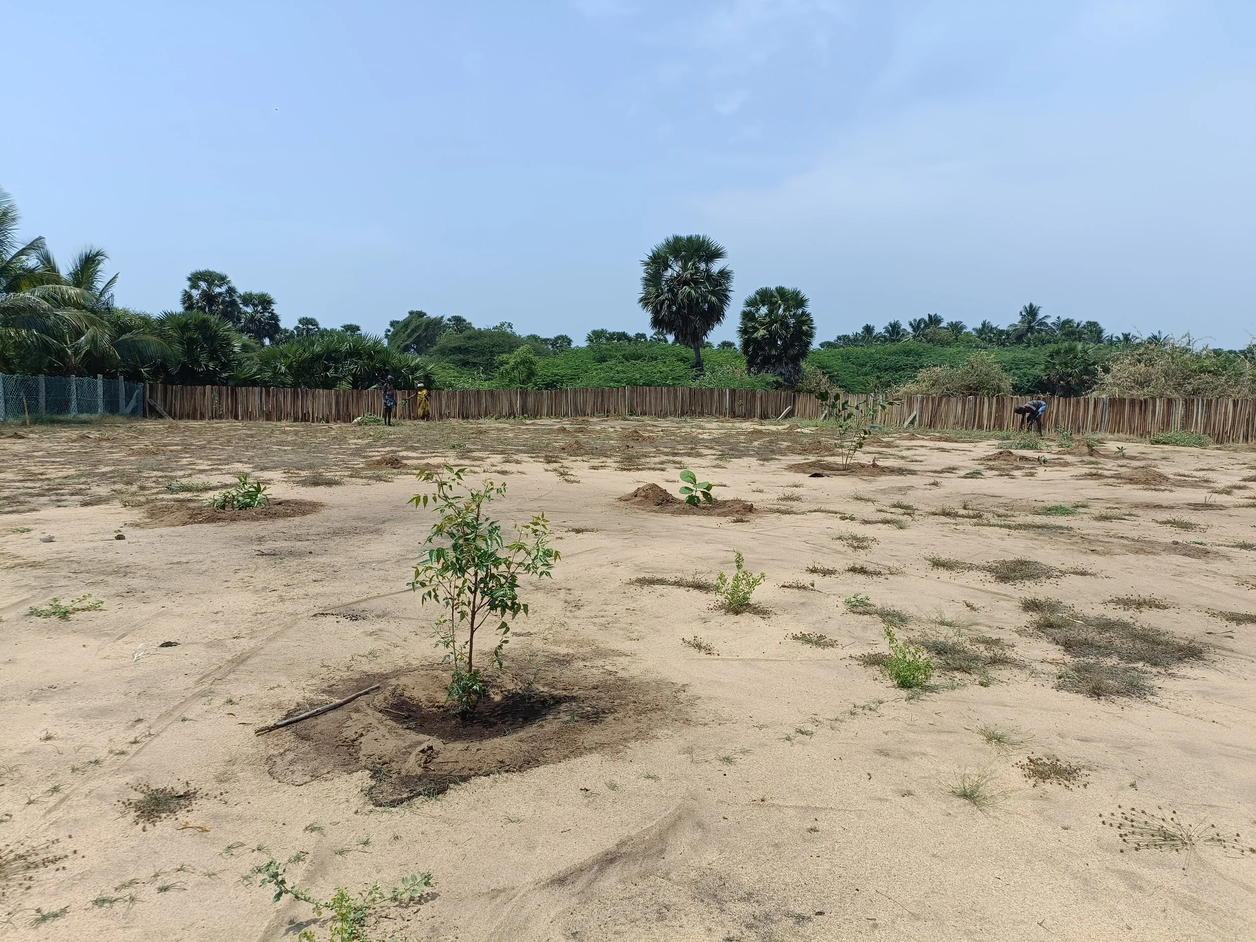 Food forest and wild zone saplings