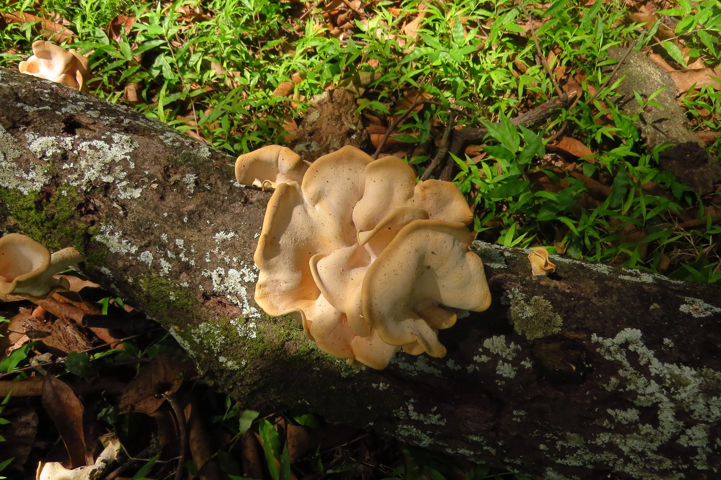 Fungi and lichens in Mango zone