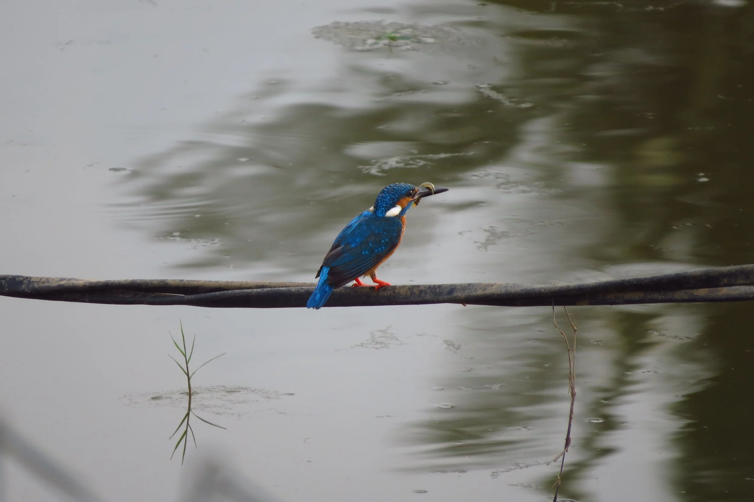 Common Kingfisher, Tarahunise, Bangalore