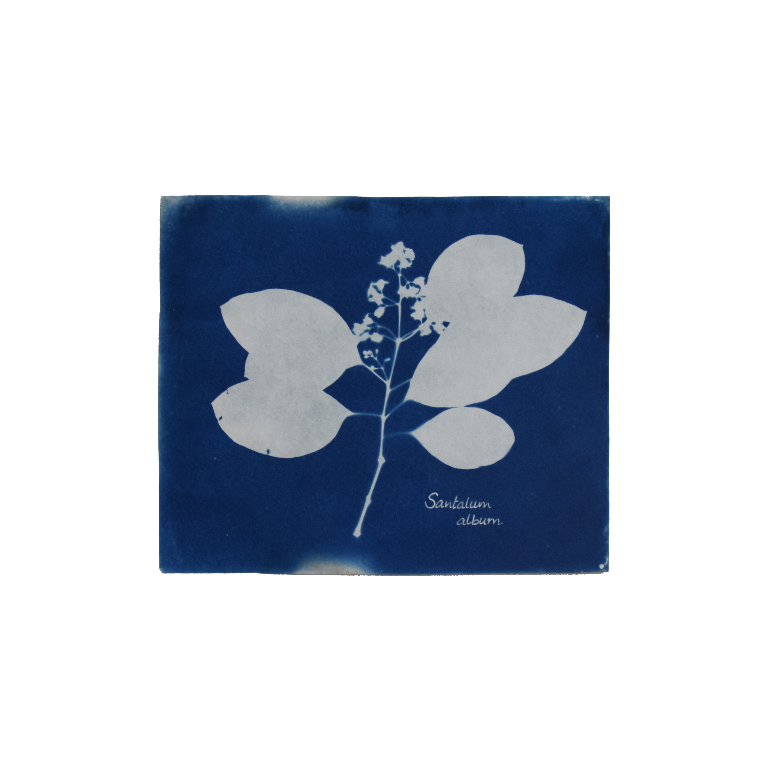 Santalum album (Sandalwood) // Leaves simple, opposite, ovate to lanceolate