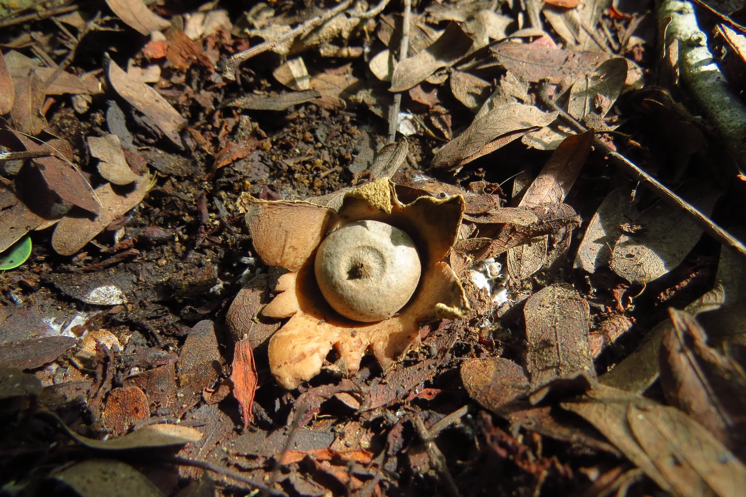 Earthstar fungus, Krishnagiri