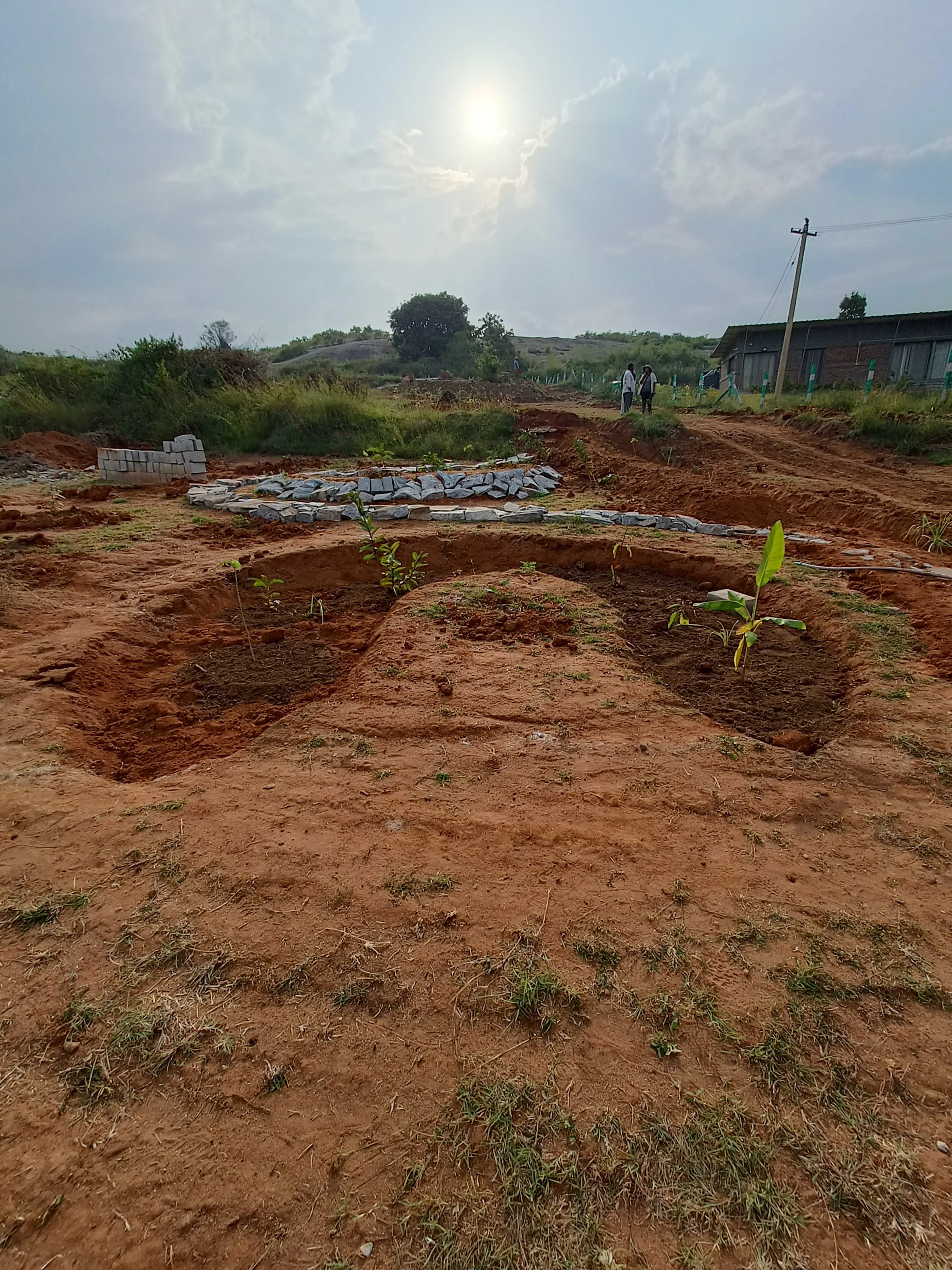 Food forest guild - freshly planted (implemented by Theertha and Sanjana, with volunteers)