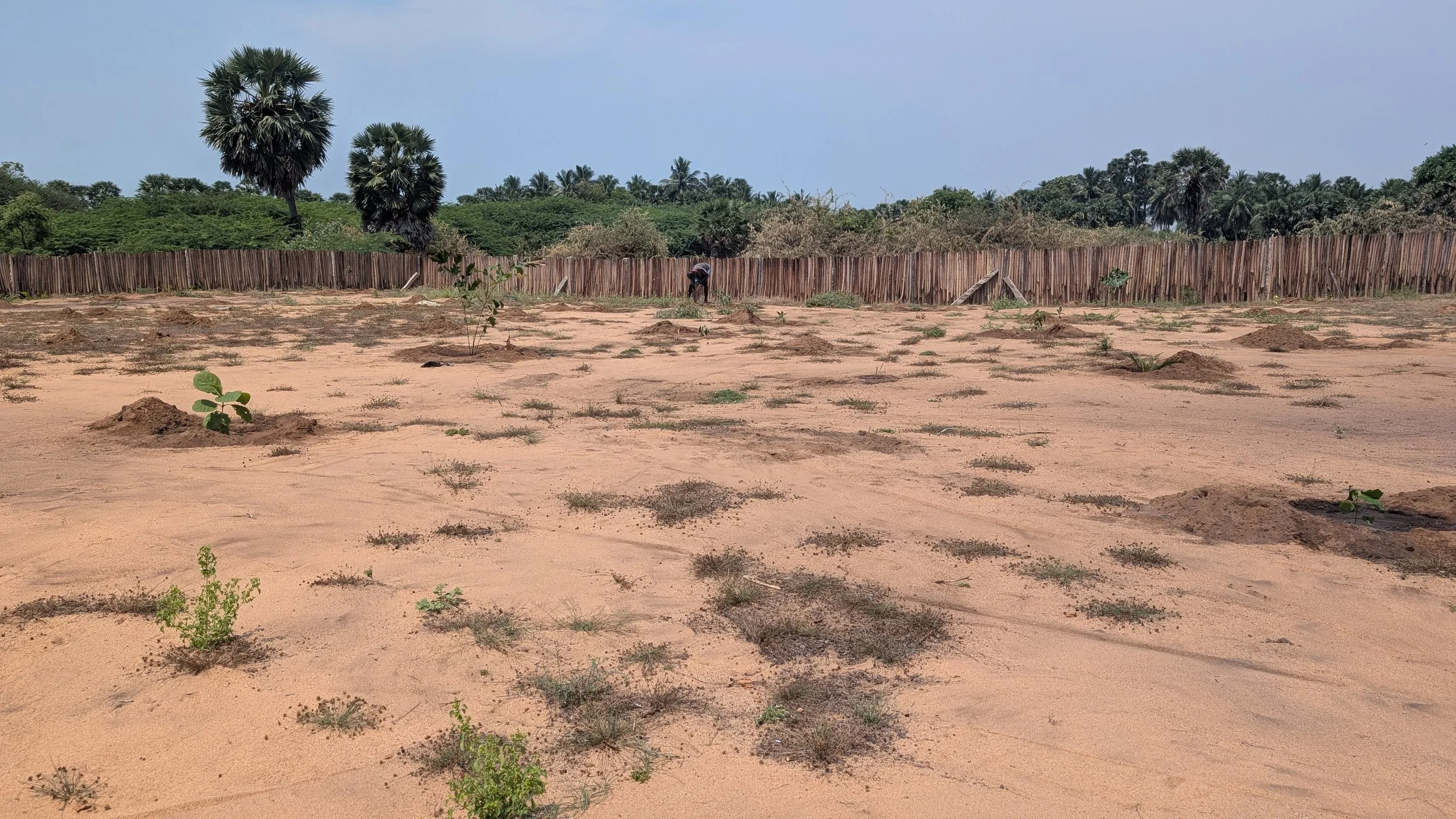 Wild zone with canopy species planted [photo by Jananee Mohan]