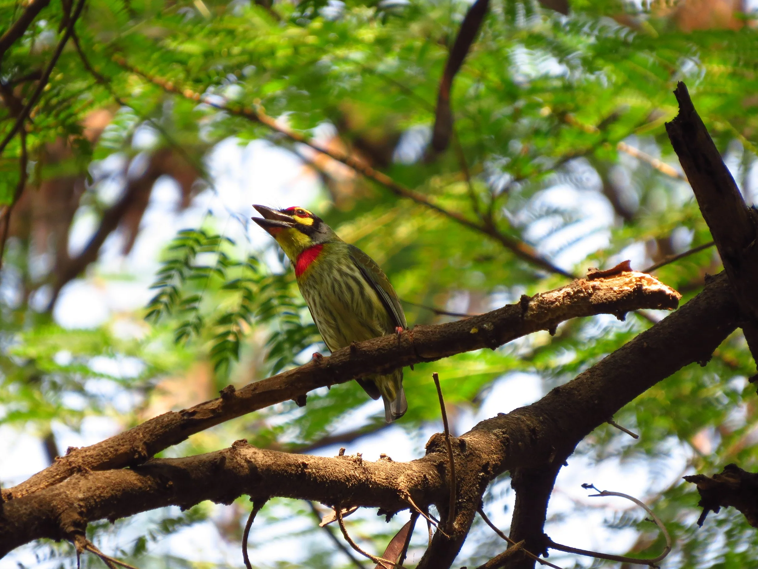 Coppersmith barbet, Pune