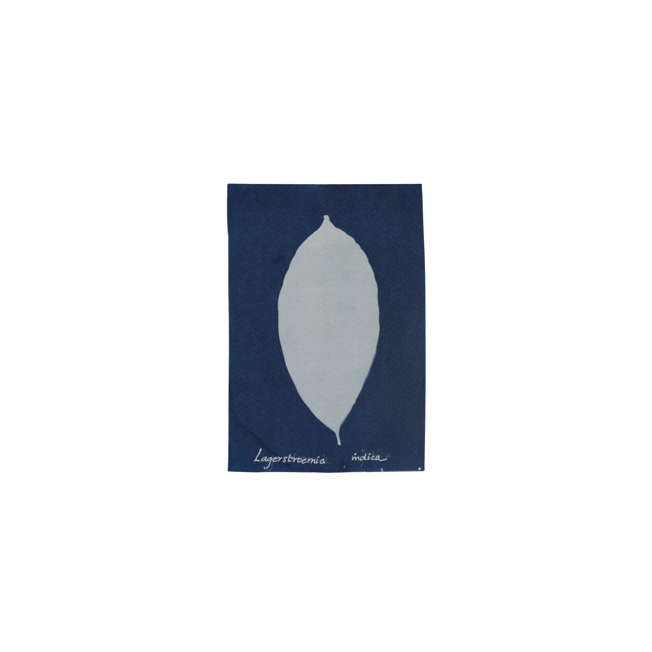 Lagerstroemia indica (Crape myrtle) // Leaves simple, opposite, sub-opposite or alternate, oval, elliptic or oblong