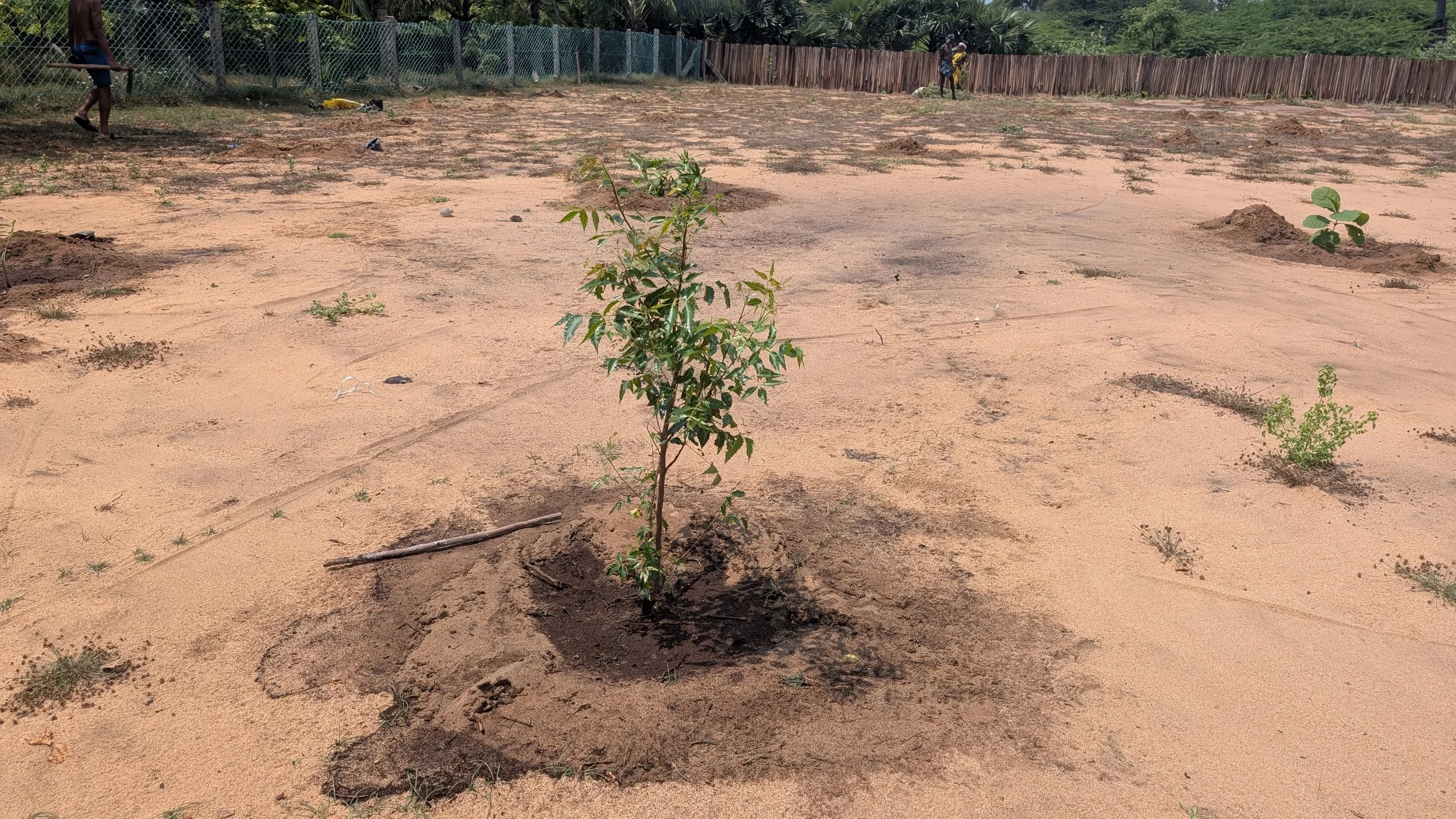 Wild zone saplings [photo by Jananee Mohan]
