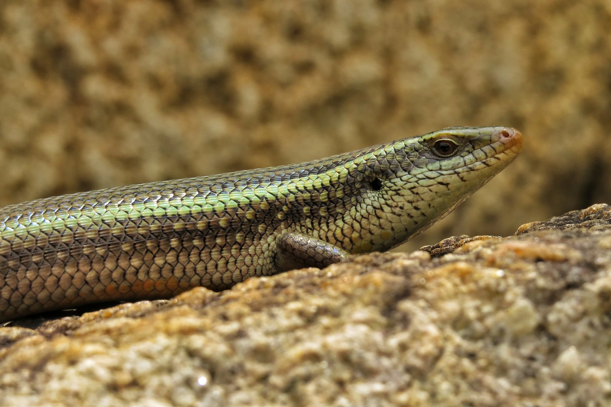 Keeled Indian Mabuya, Krishnagiri