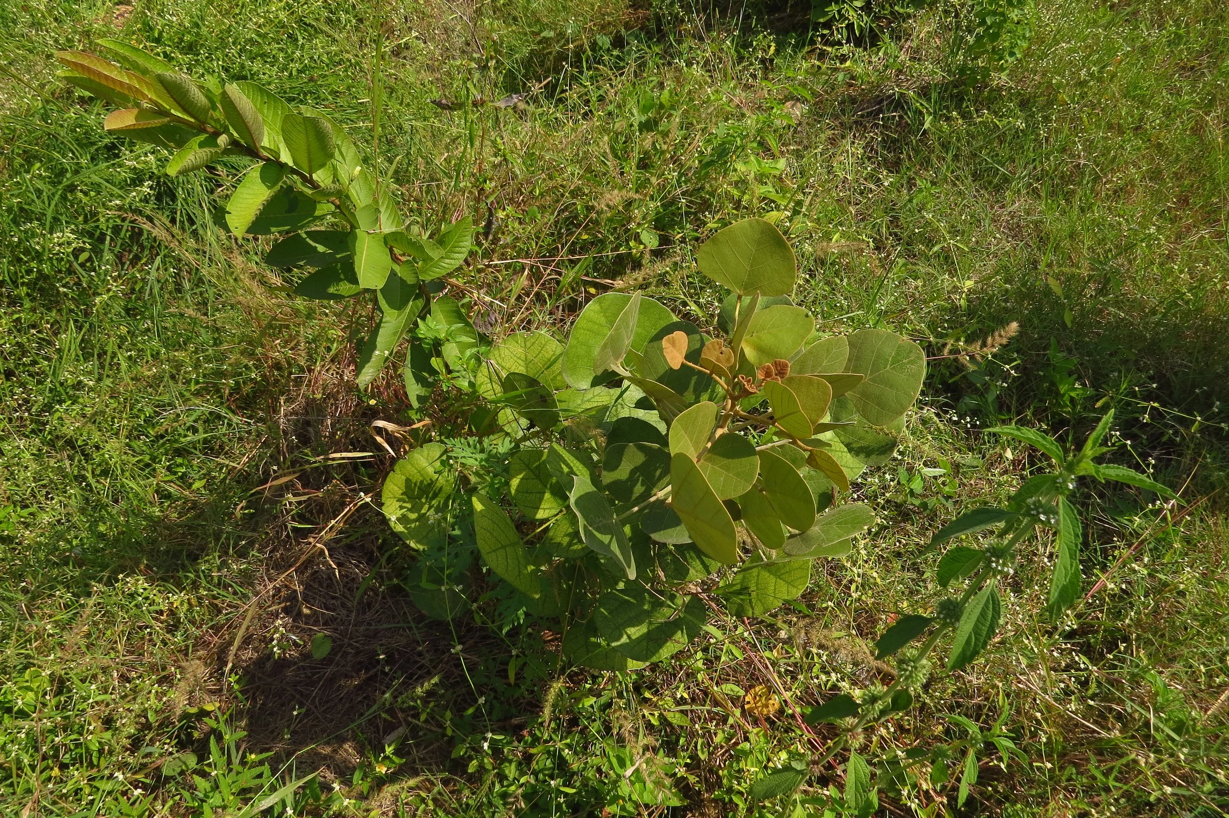 Volunteer native trees