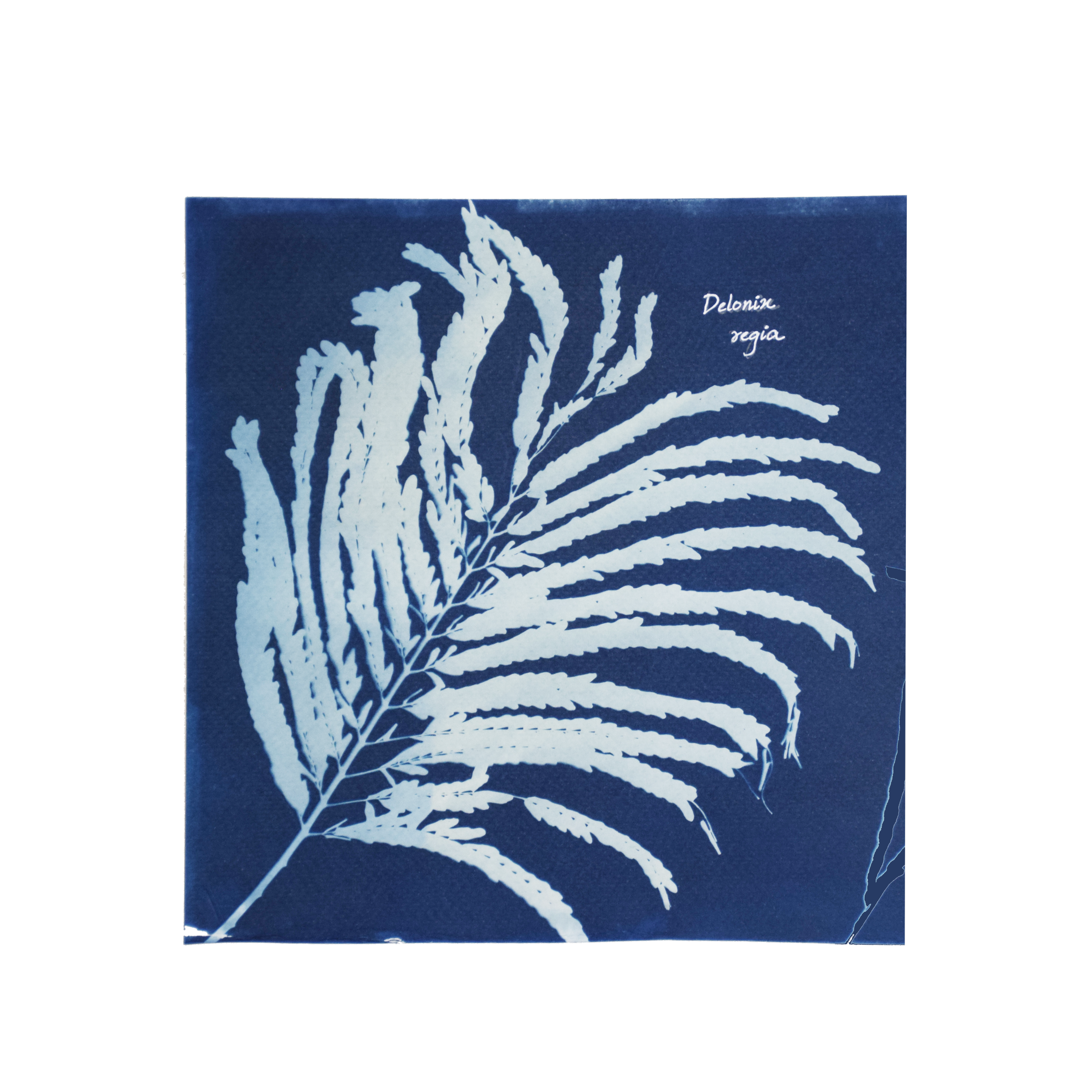 Delonix regia (Gulmohar) // Leaves compound, bipinnate, alternate