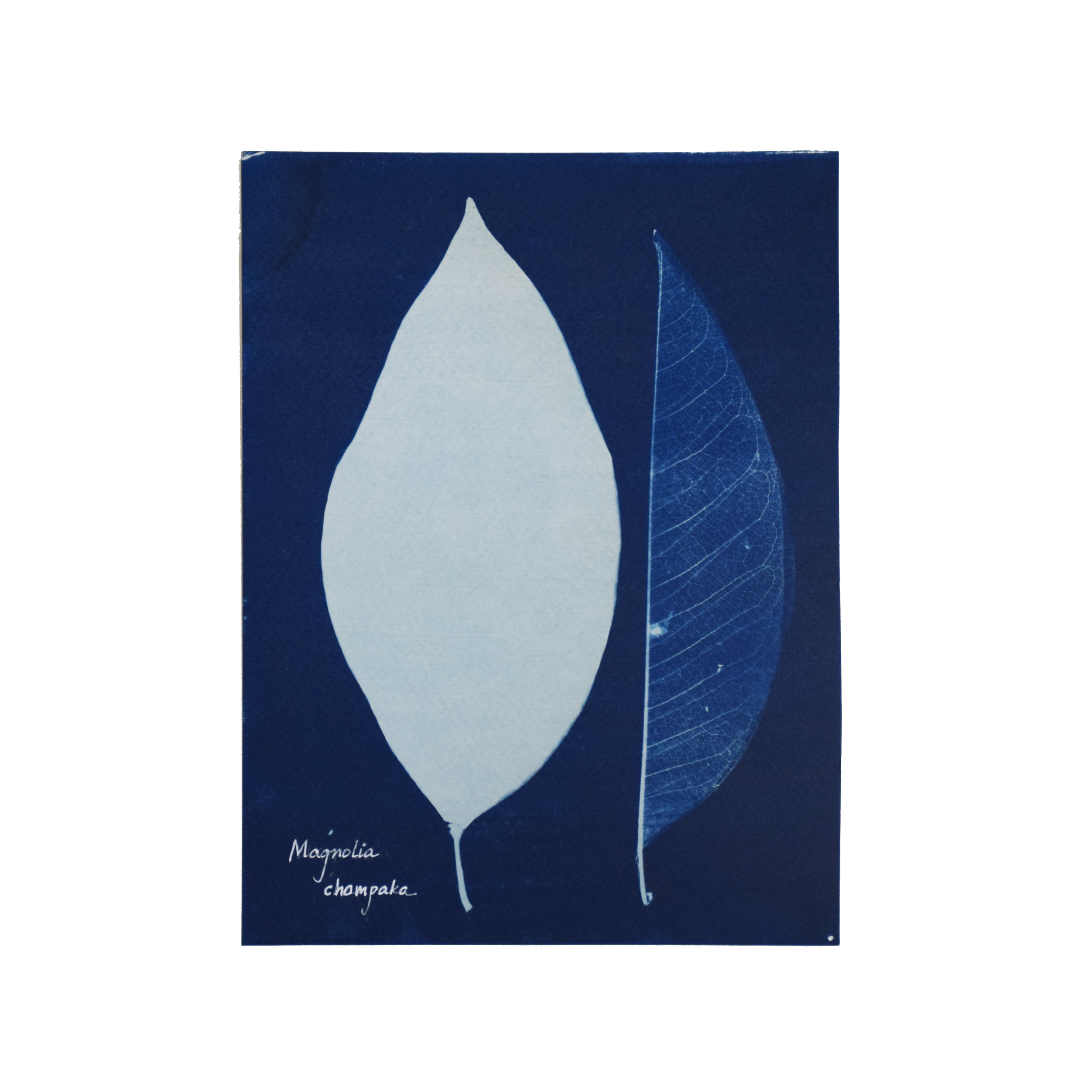 Magnolia champaca (Champaka) // Leaves simple, alternate, ovate to elliptic-lanceolate with an acuminate apex