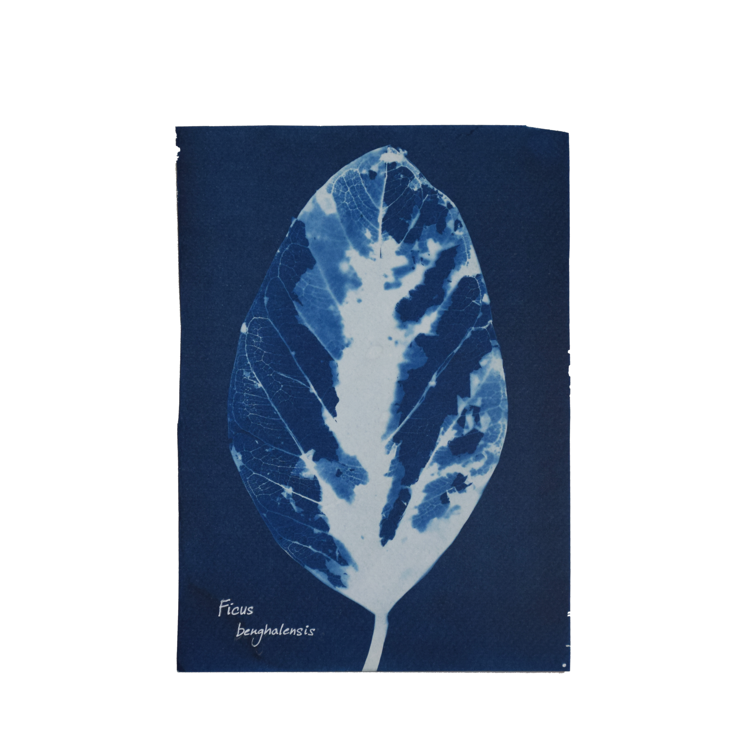 Ficus benghalensis (Banyan) // Leaves simple, alternate, ovate to elliptic