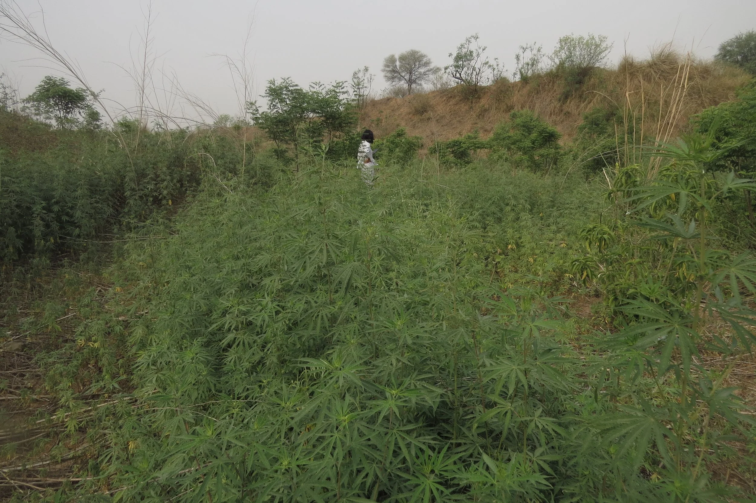 Stream with dense understory of C. indica
