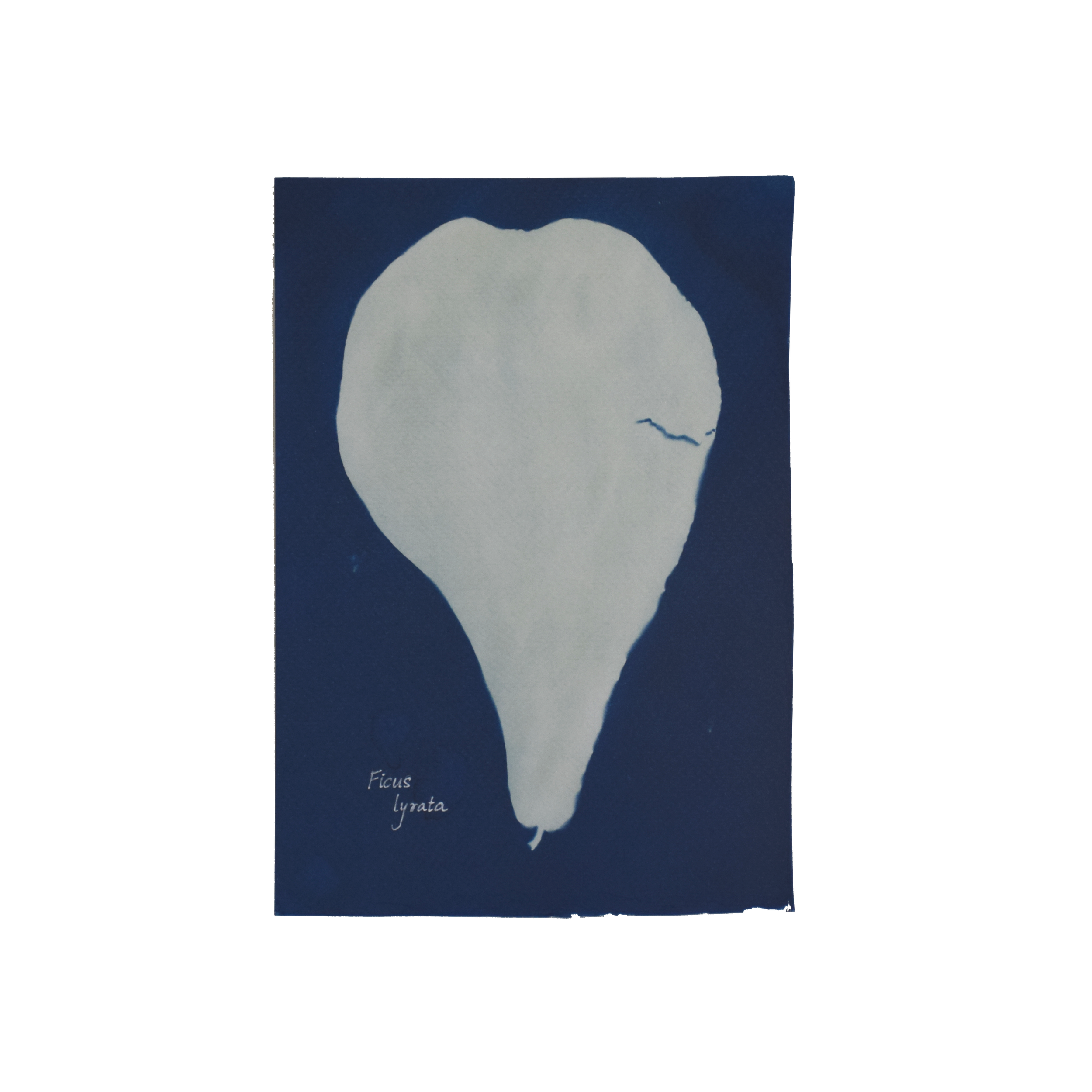 Ficus lyrata (Fiddle fig) // Leaves simple, alternate, pandurate (fiddle-shaped)