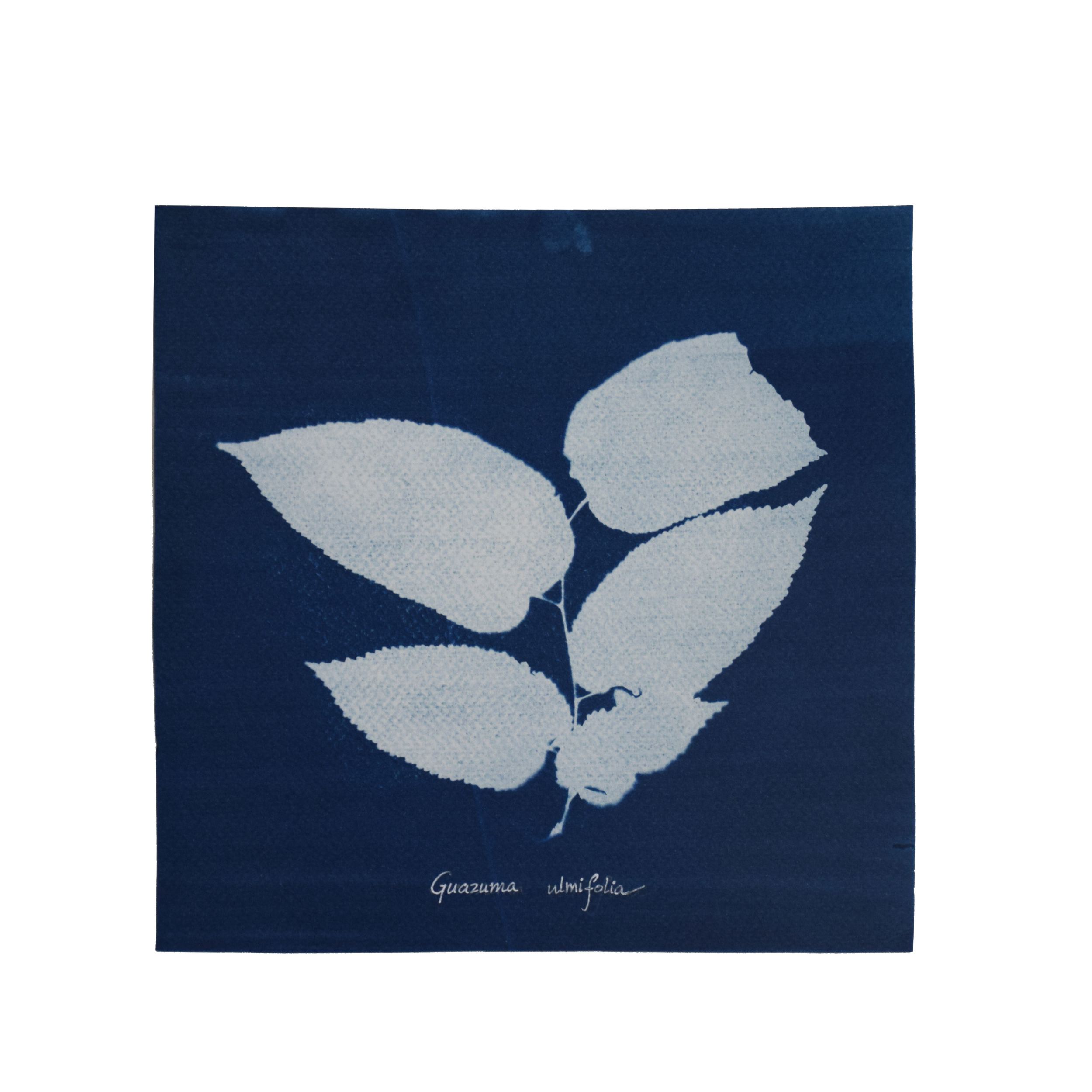 Guazuma ulmifolia (West Indian elm) // Leaves simple, alternate, ovate to lanceolate