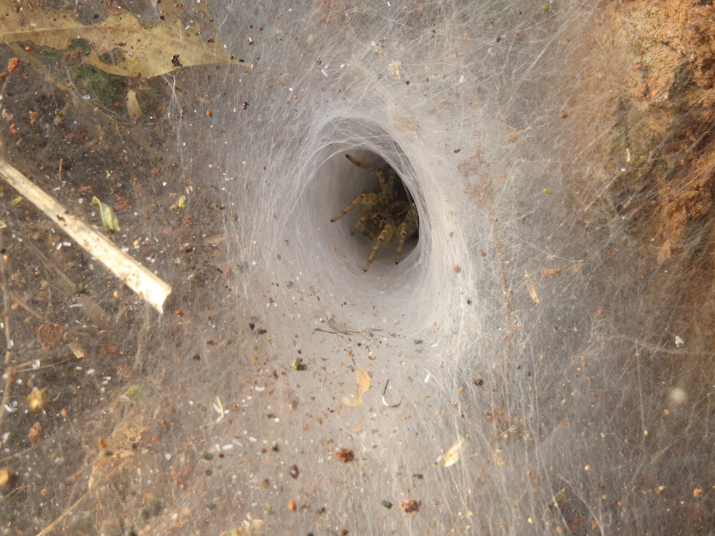 Funnel web spider, Krishnagiri
