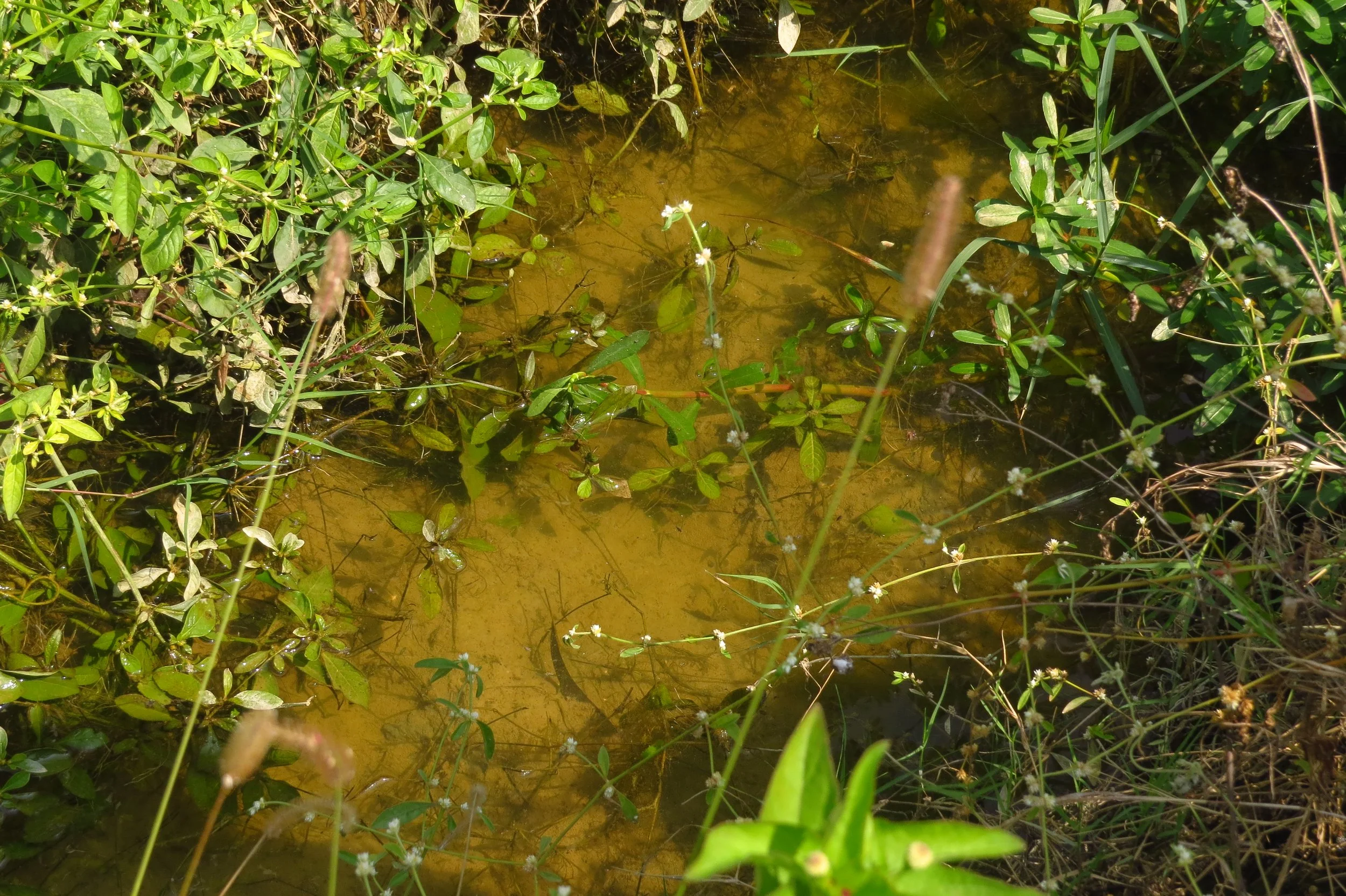 Trenches collecting runoff