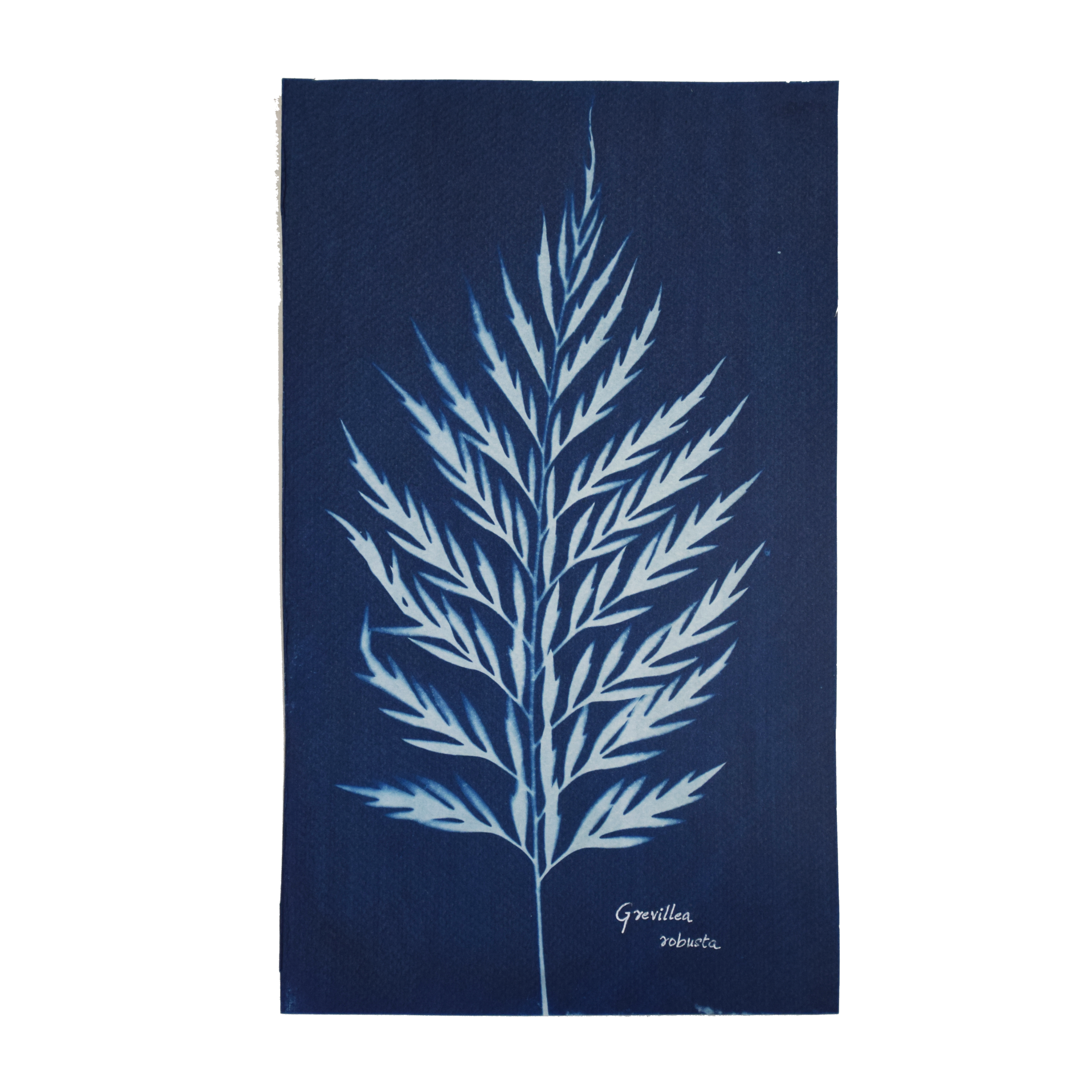 Grevillea robusta (Silver oak) // Leaves compound, bipinnate or tripinnate, alternate, fern-like with linear to narrow triangular lobes