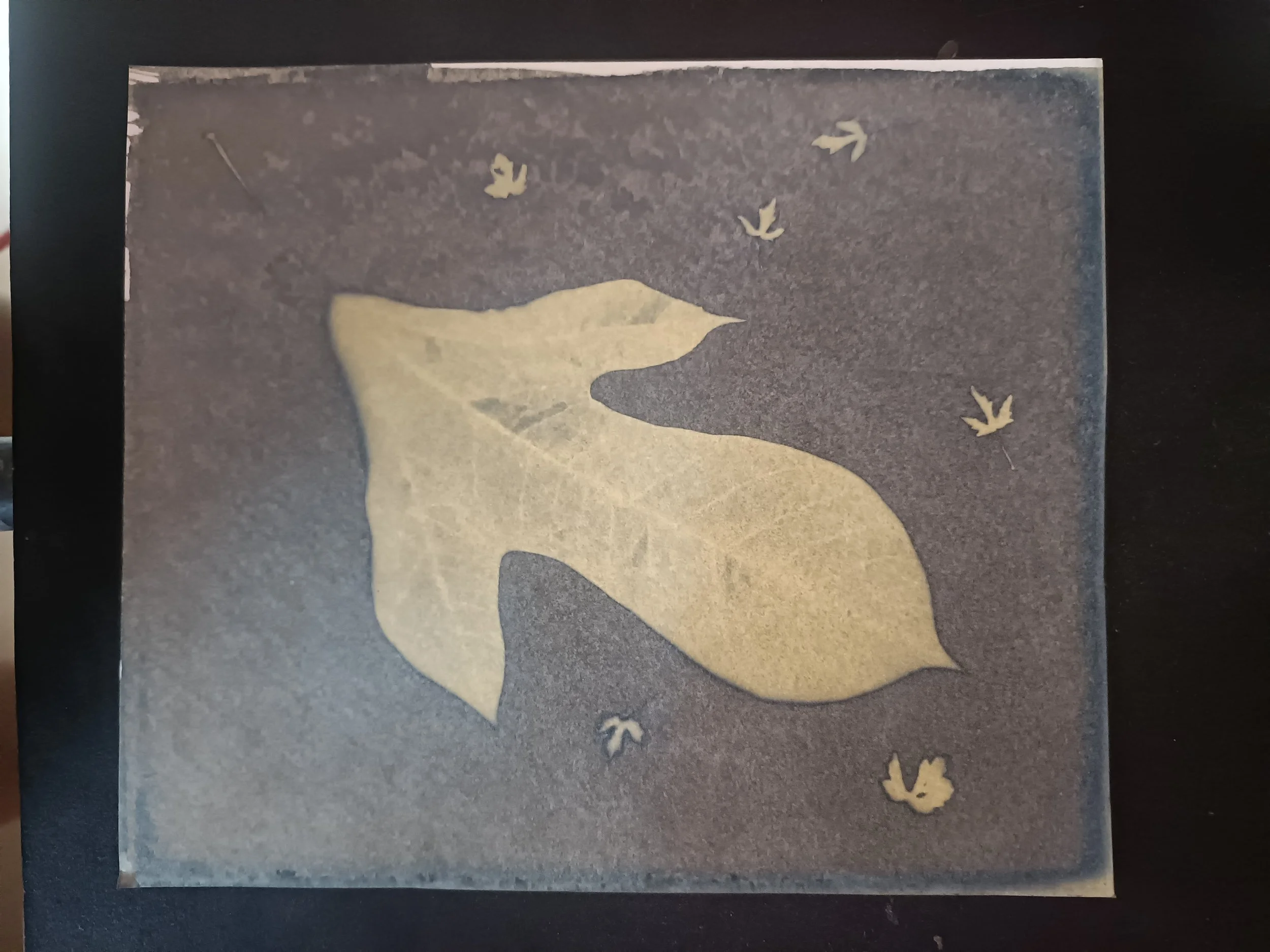 Jatropha integerrima - after exposure, pre-rinsing