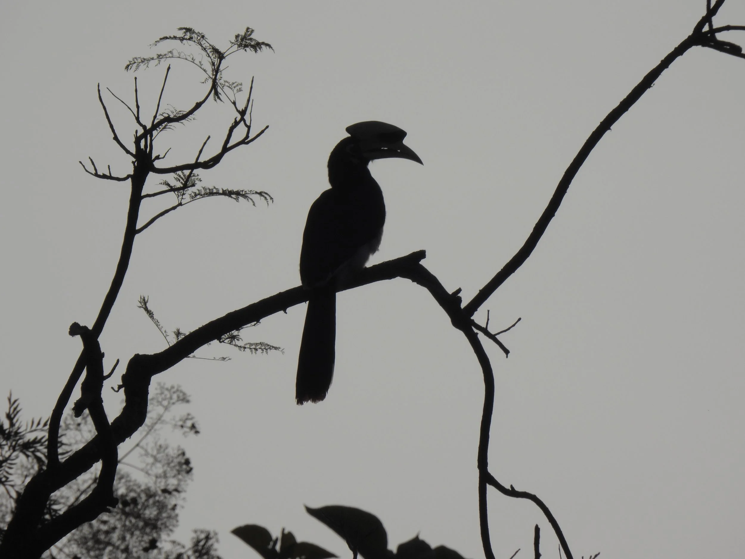 Pied hornbill, Jim Corbett National Park