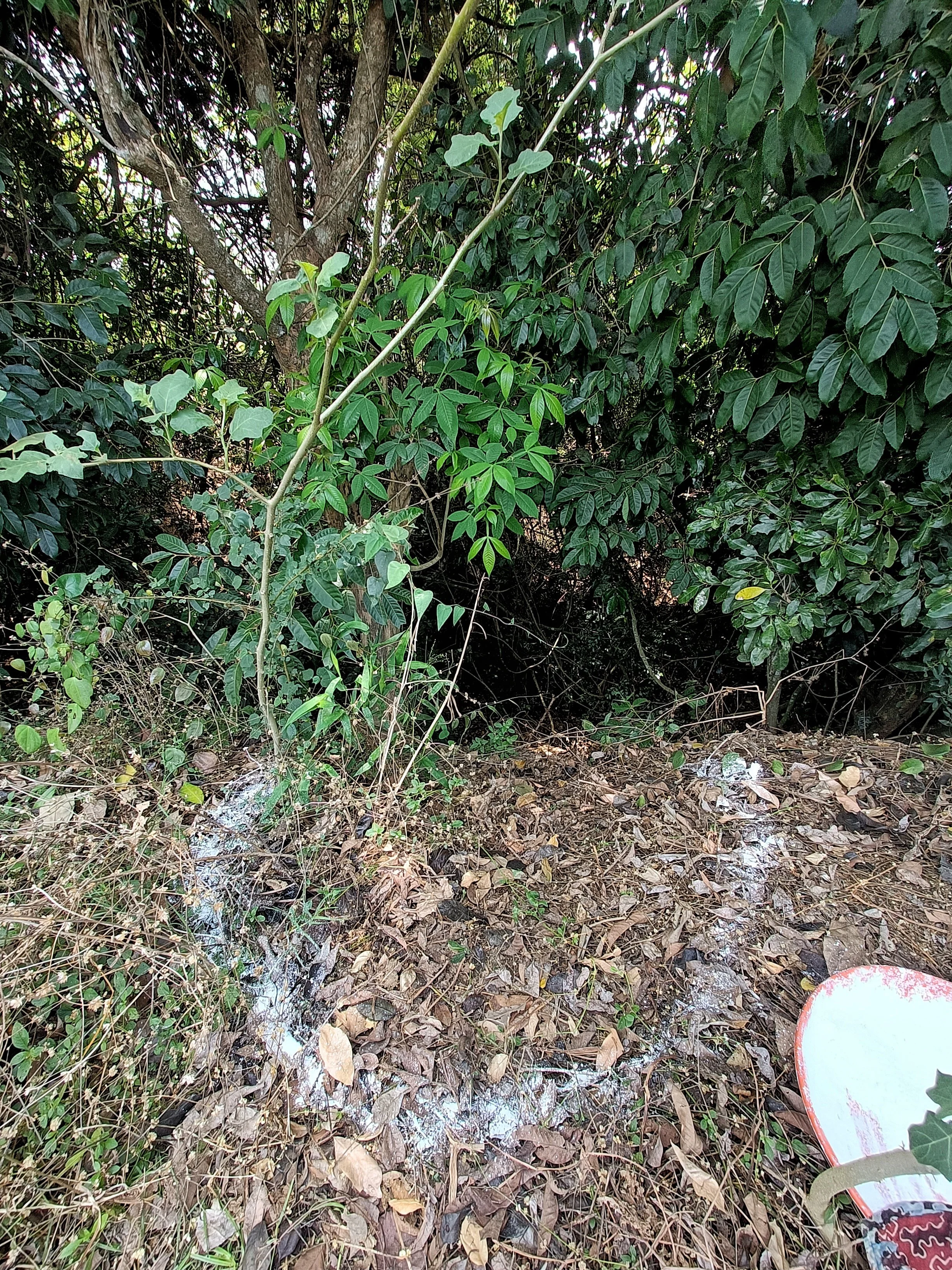 Seating nook (marking) - view into densely vegetated stream for birdwatching