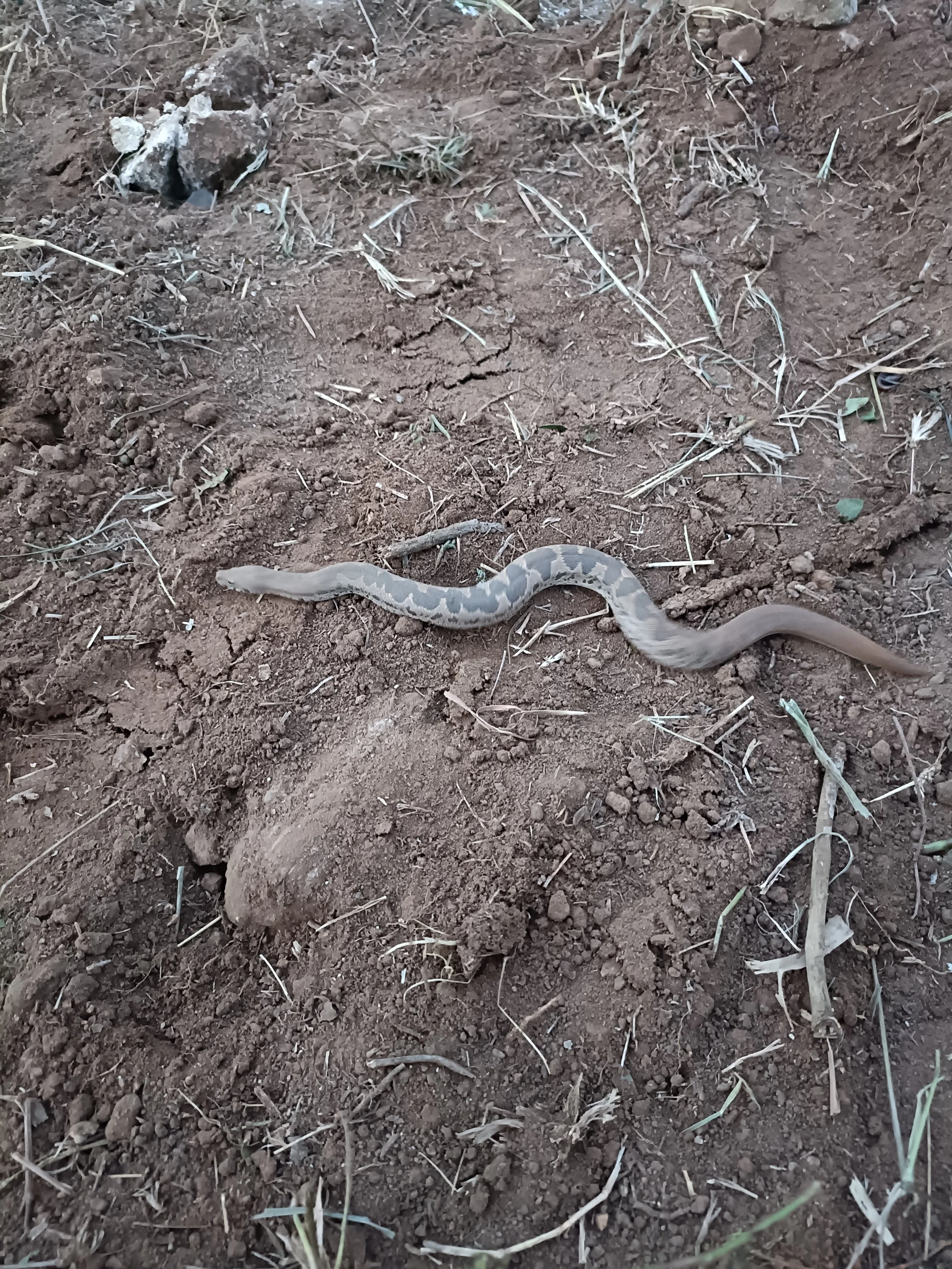 Sand boa
