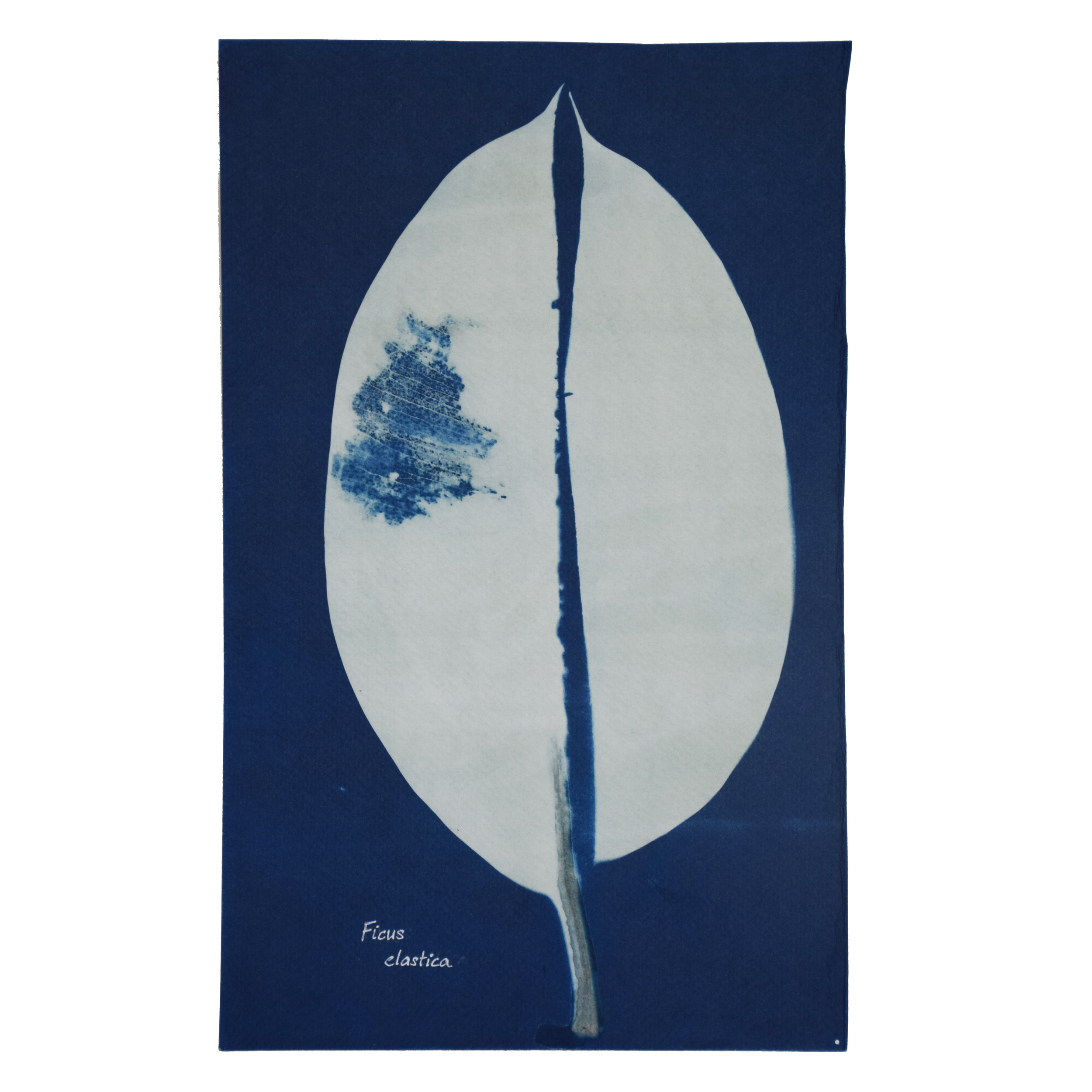 Ficus elastica (Rubber fig) // Leaves simple, alternate, elliptic to oblong