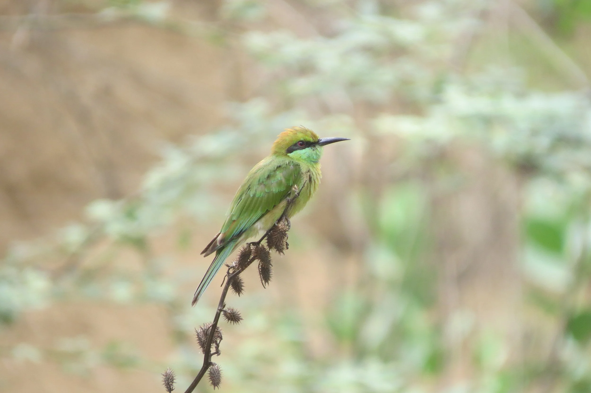 Green bee-eater