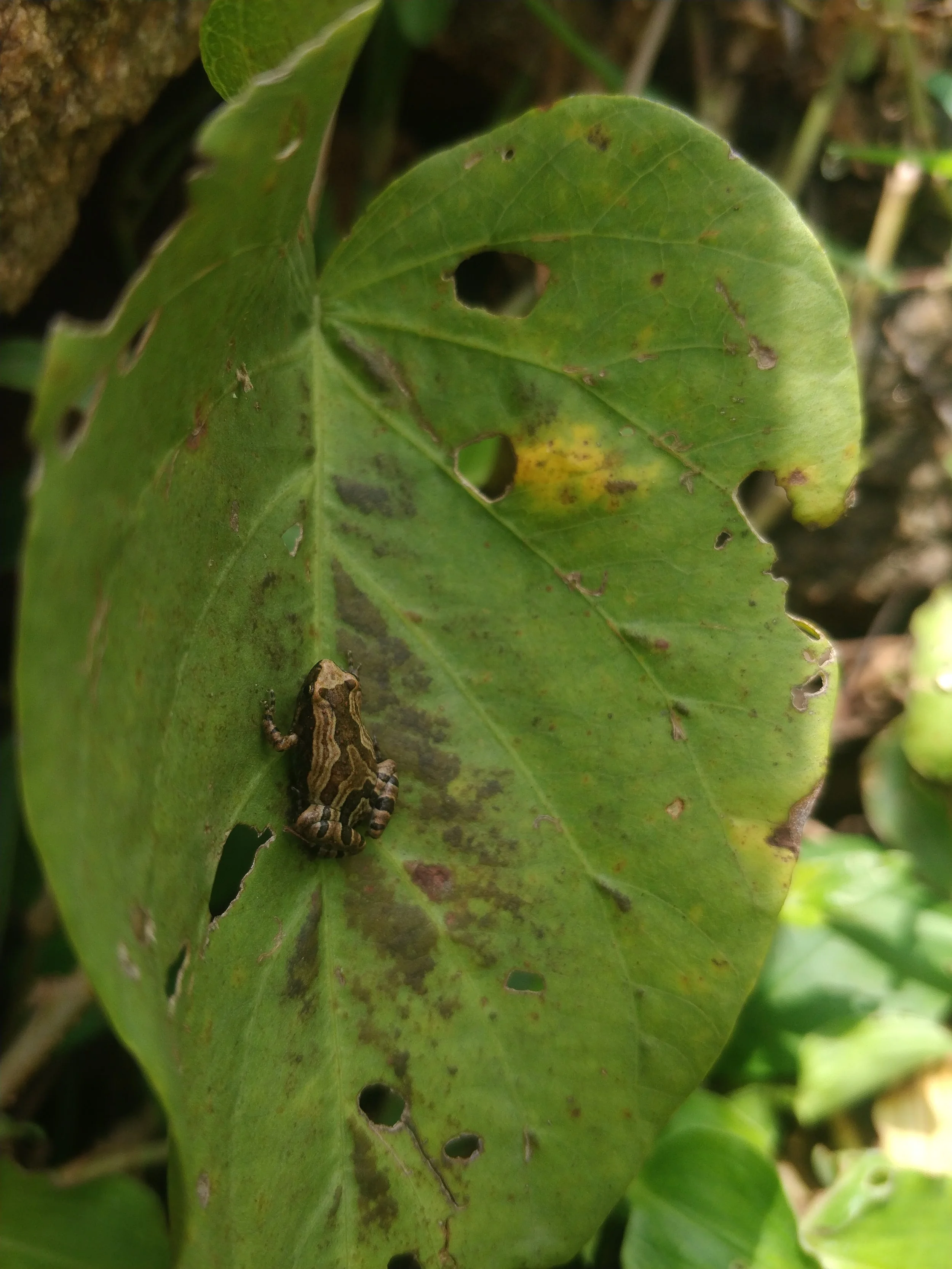 Microhyla sholigari, Shoolagiri