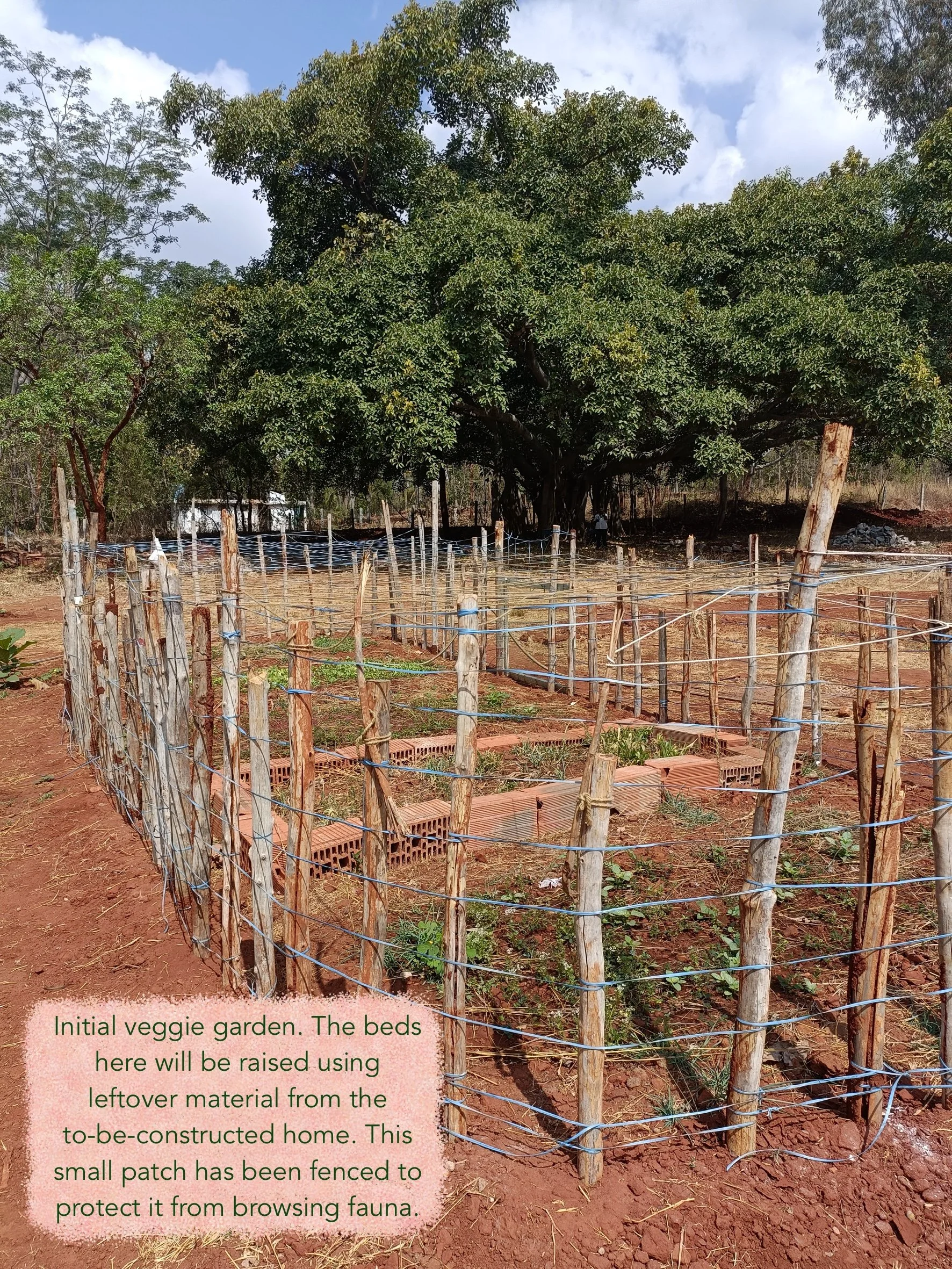 Veggie beds 3 months post implementation