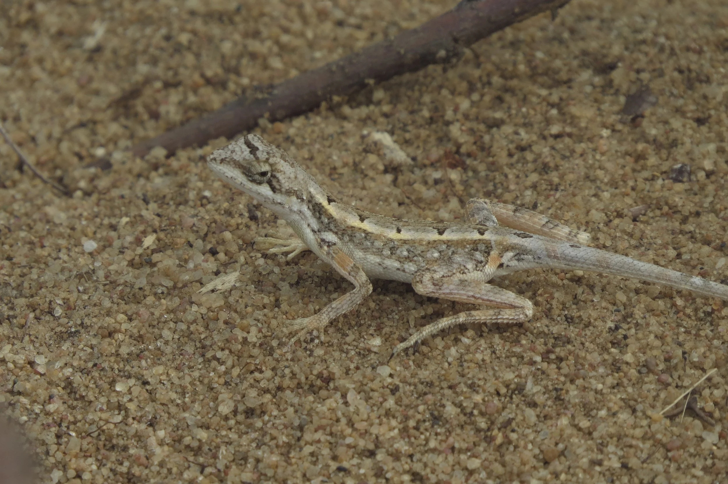 Fauna on site