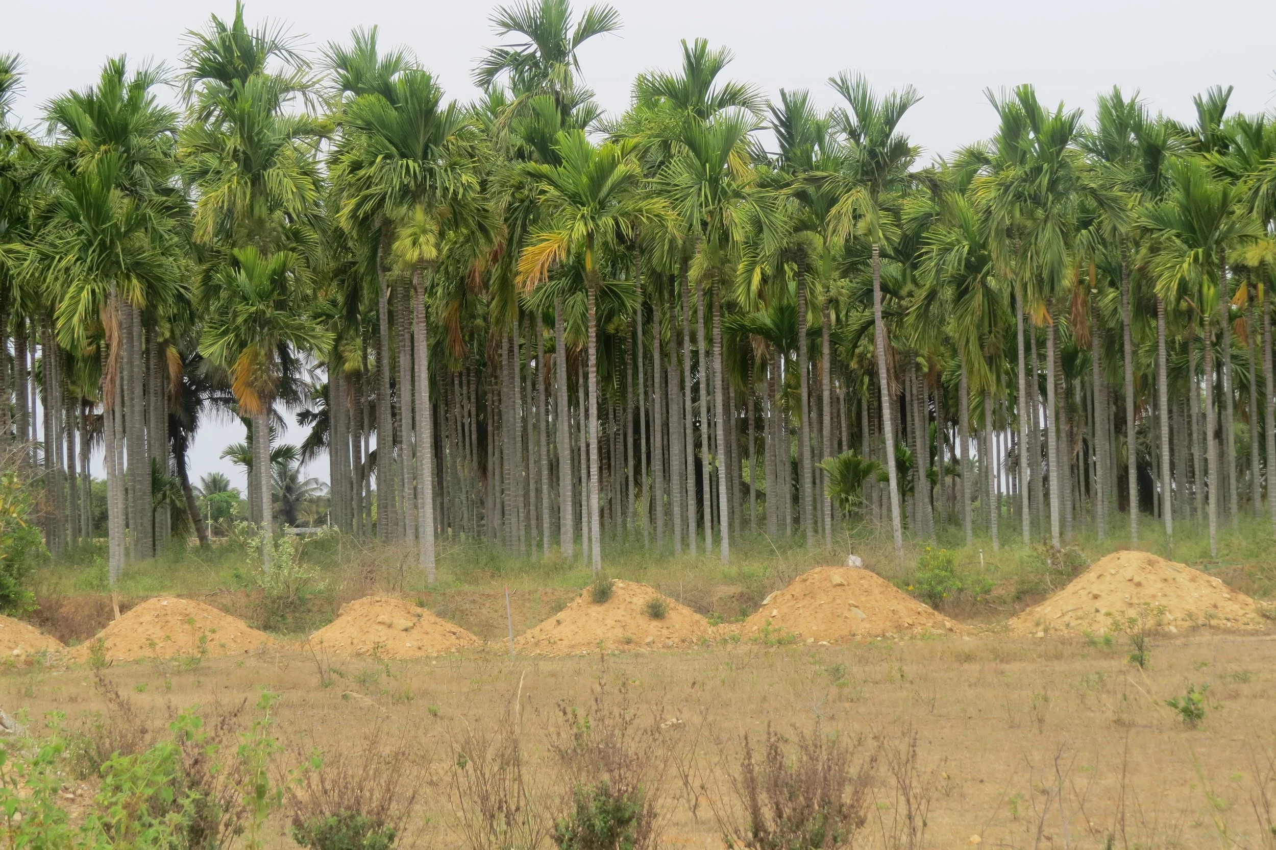 Neighbouring farms with water-intensive Areca monoculture