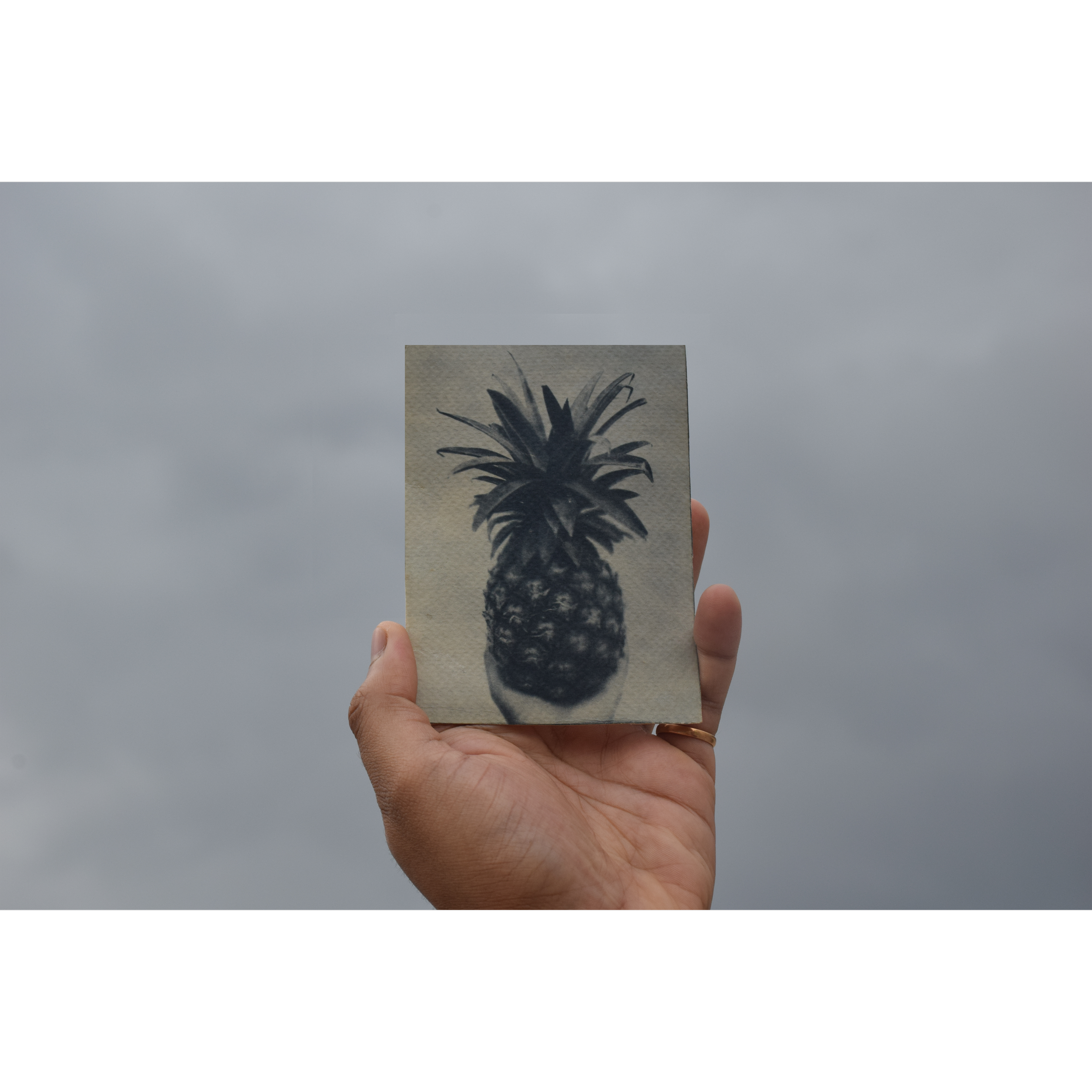 'Ananas' (toned with black tea), cyanotype on 25% cotton paper