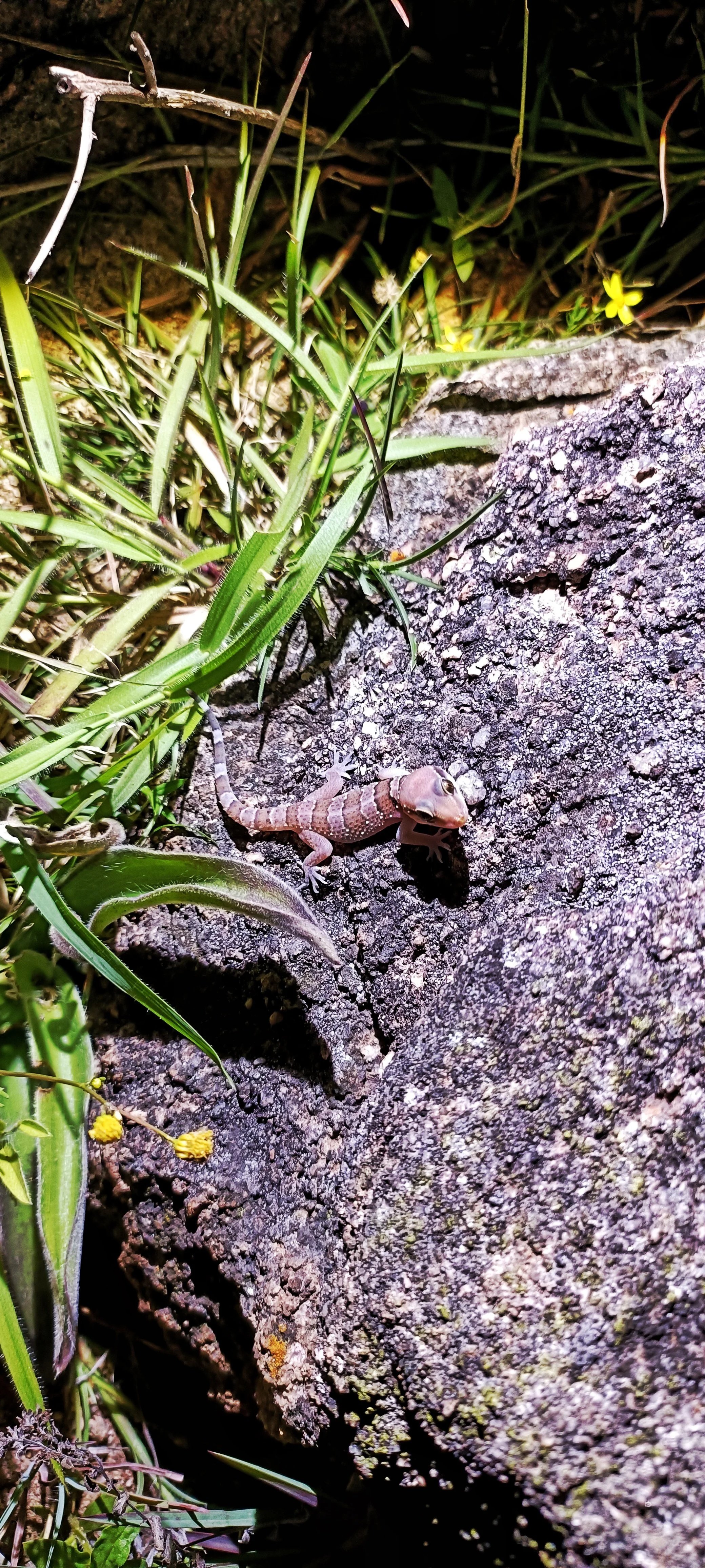 Whitaker's termite hill gecko
