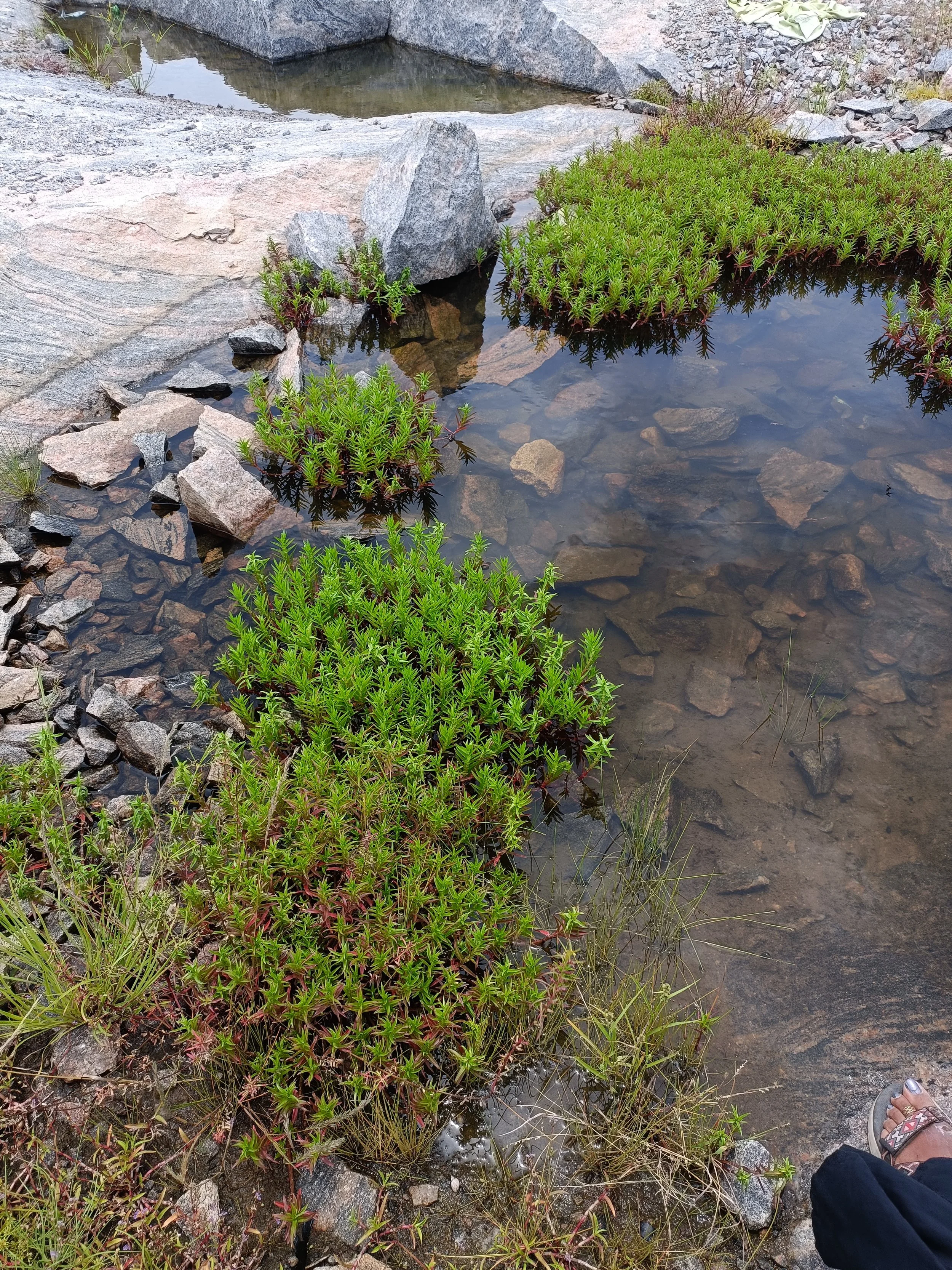 Ephemeral pools on hillock adjoining site