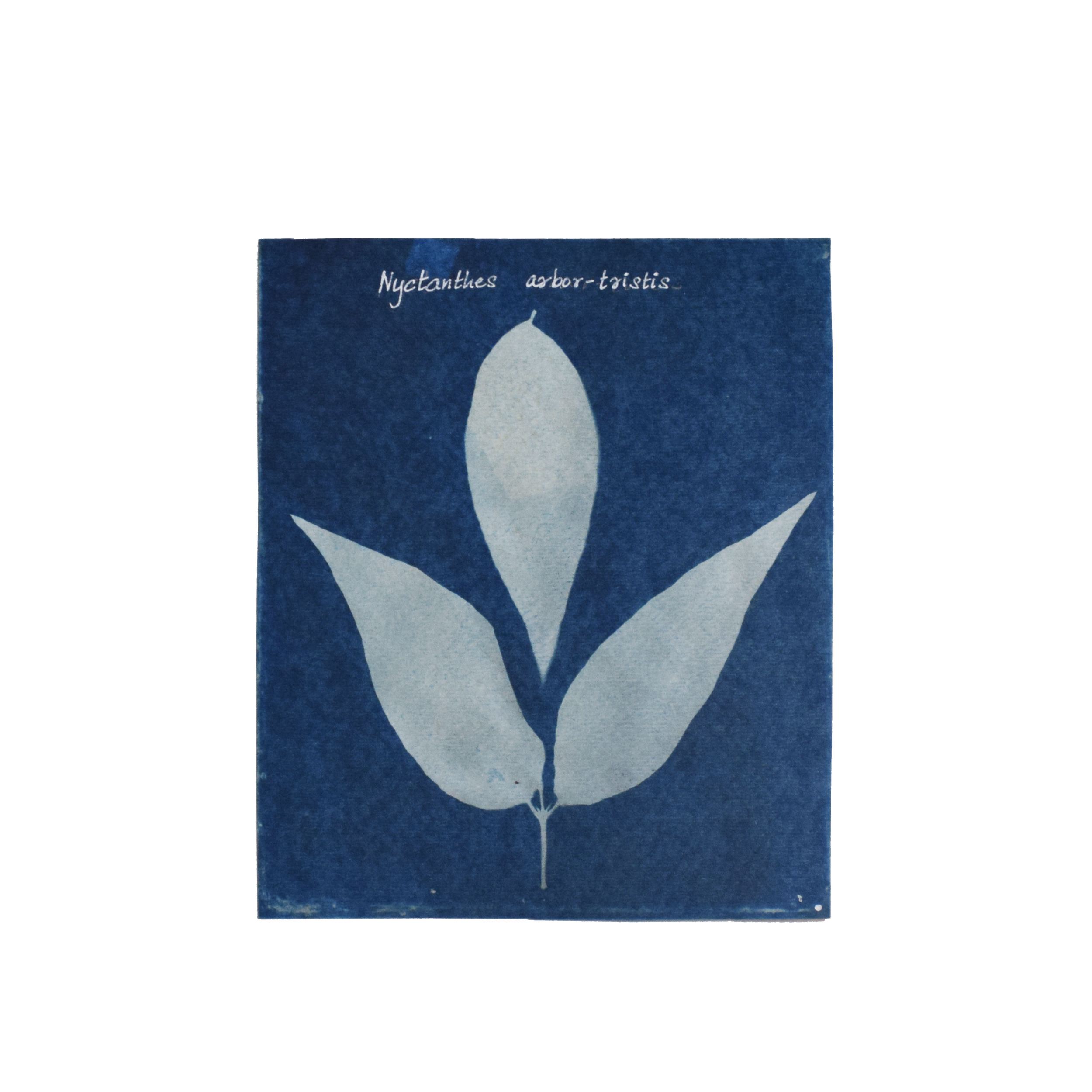 Nyctanthes arbor-tristis (Parijata) // Leaves simple, opposite, decussate, ovate, acute to acuminate tip