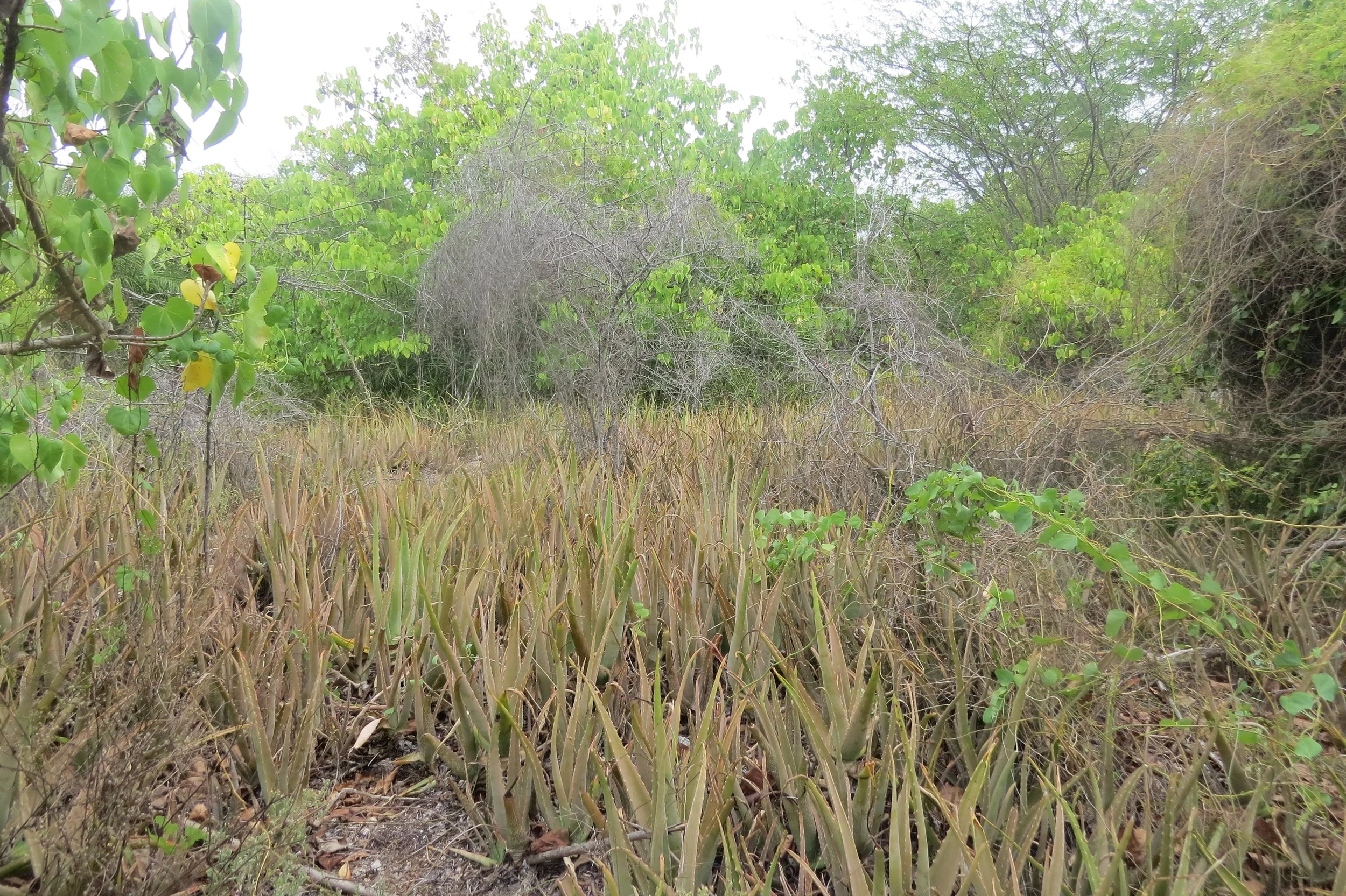 Aloe carpet (Kurusadai Island)