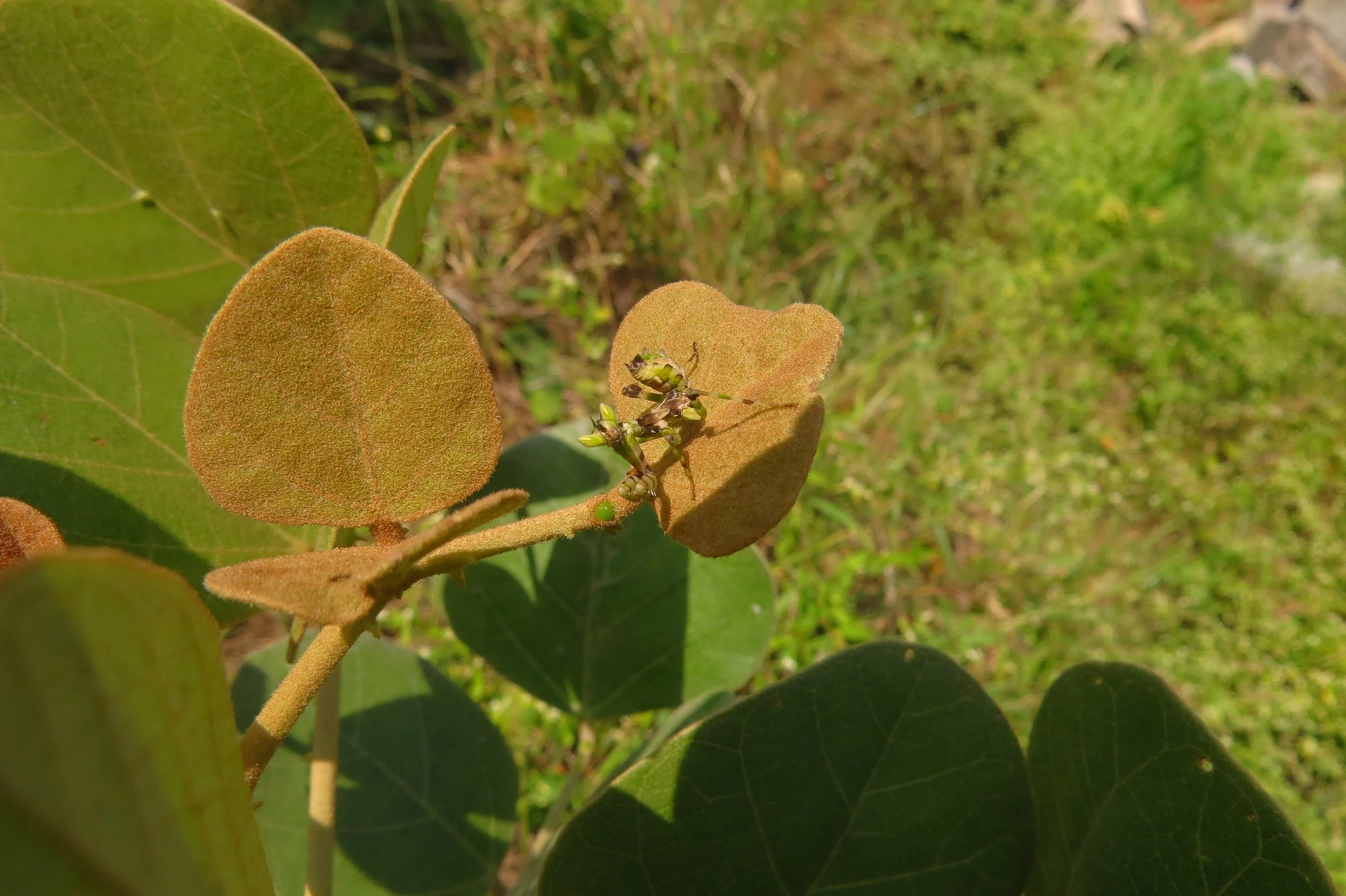 Flower mantis