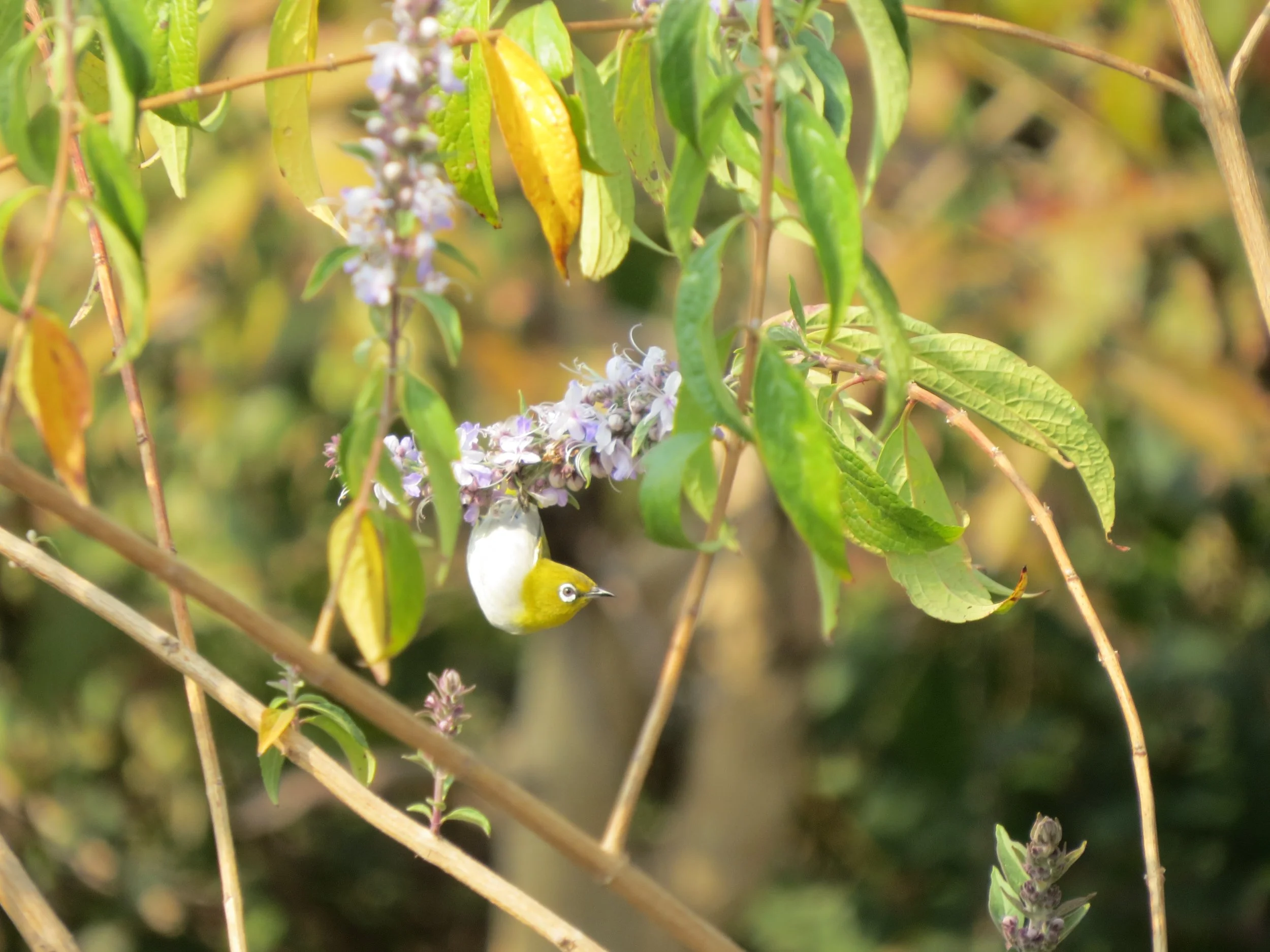Indian white-eye