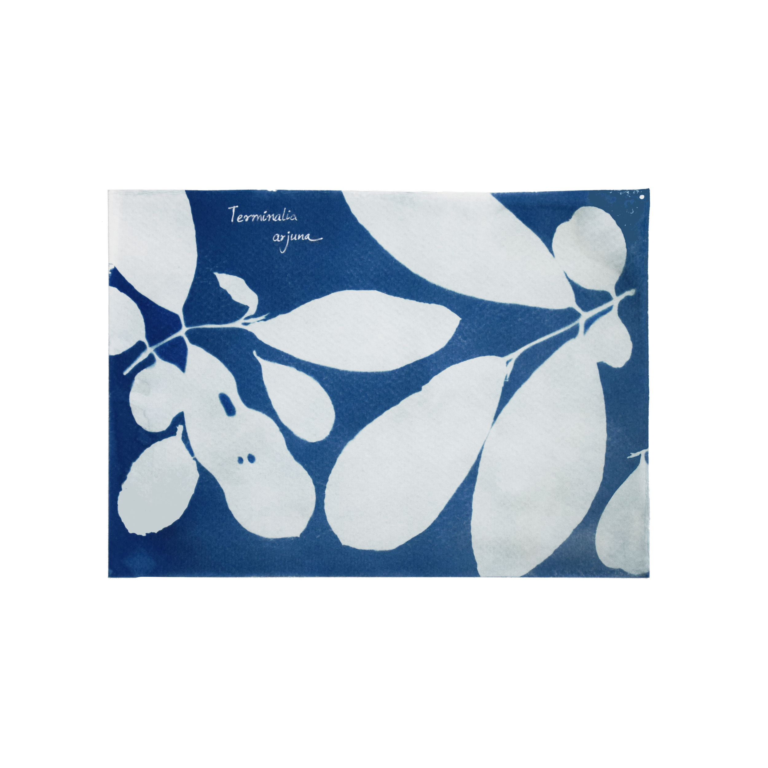 Terminalia arjuna (Arjuna) // Leaves simple, sub-opposite or alternate, oblong or elliptic with rounded or subcordate base and acute or obtuse apex