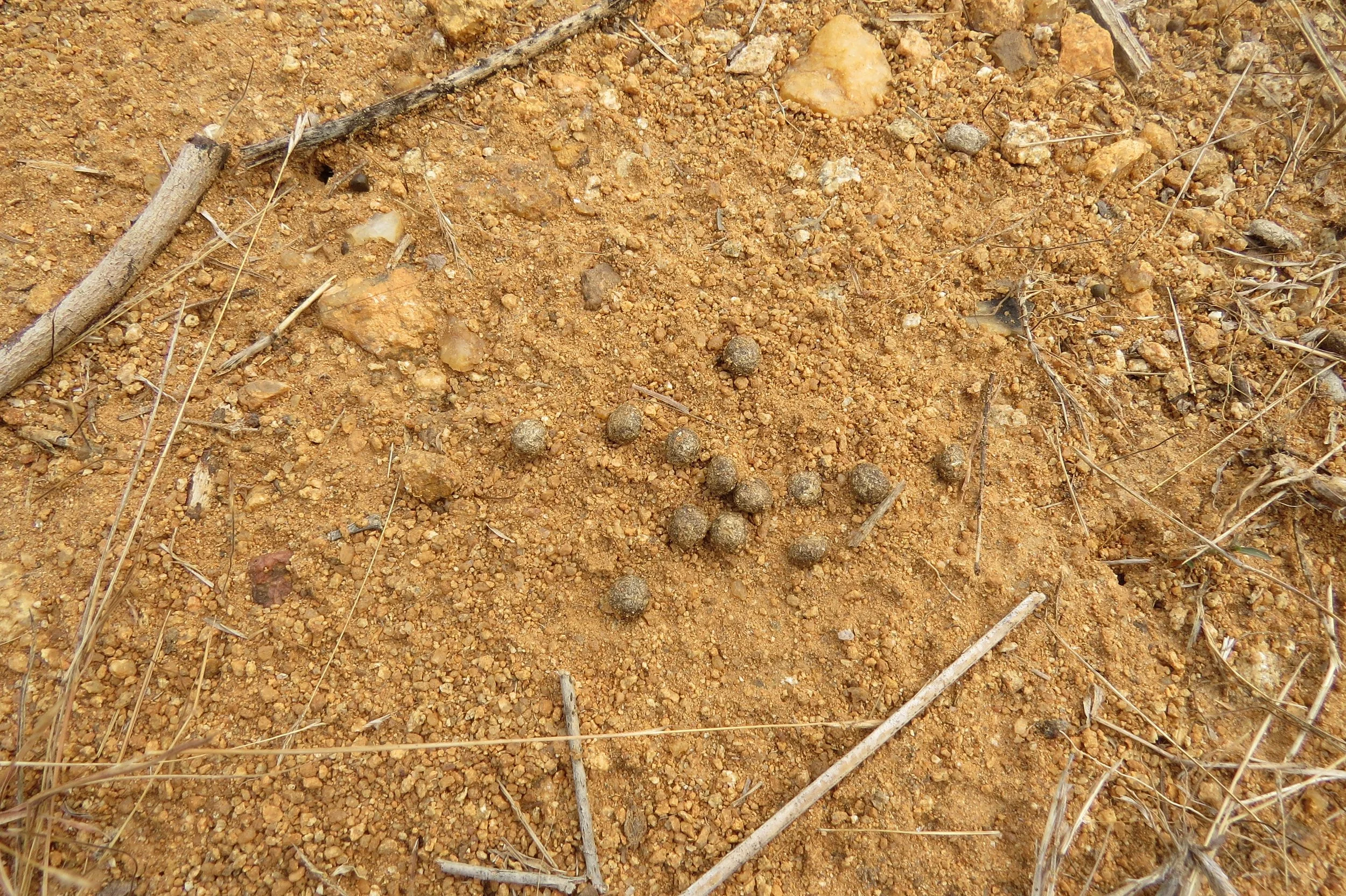 Black-naped hare scat