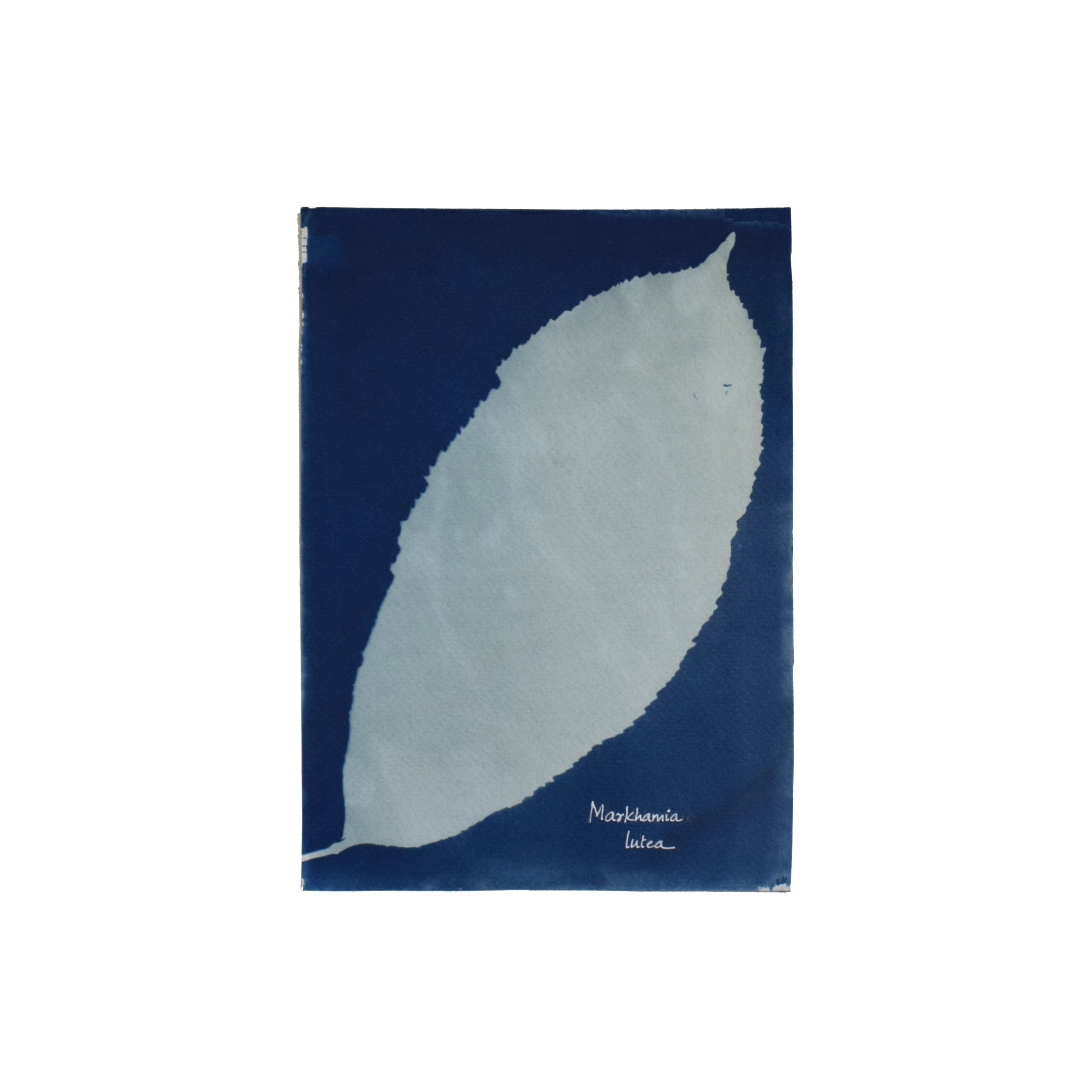 Markhamia lutea (Nile tulip) // Leves compound, imparipinnate, elliptic to obovate, serrated