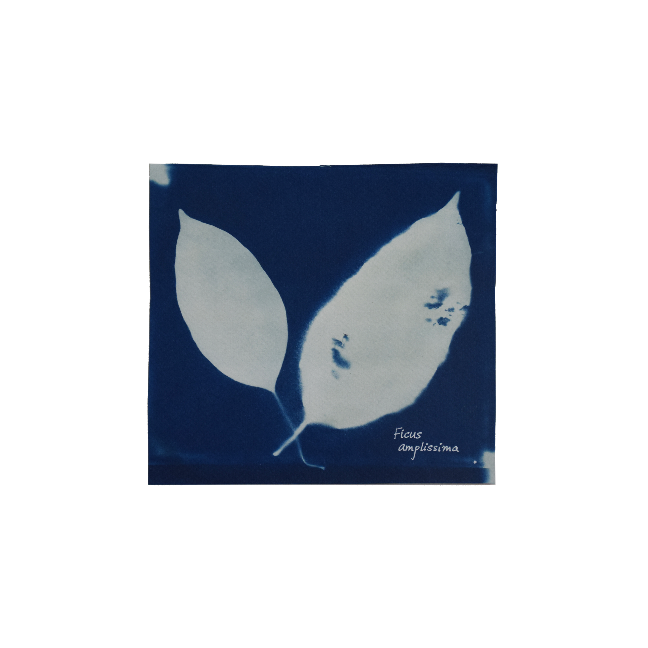 Ficus amplissima (Indian Bat tree) // Leaves simple, alternate, broadly ovate to ovate-oblong